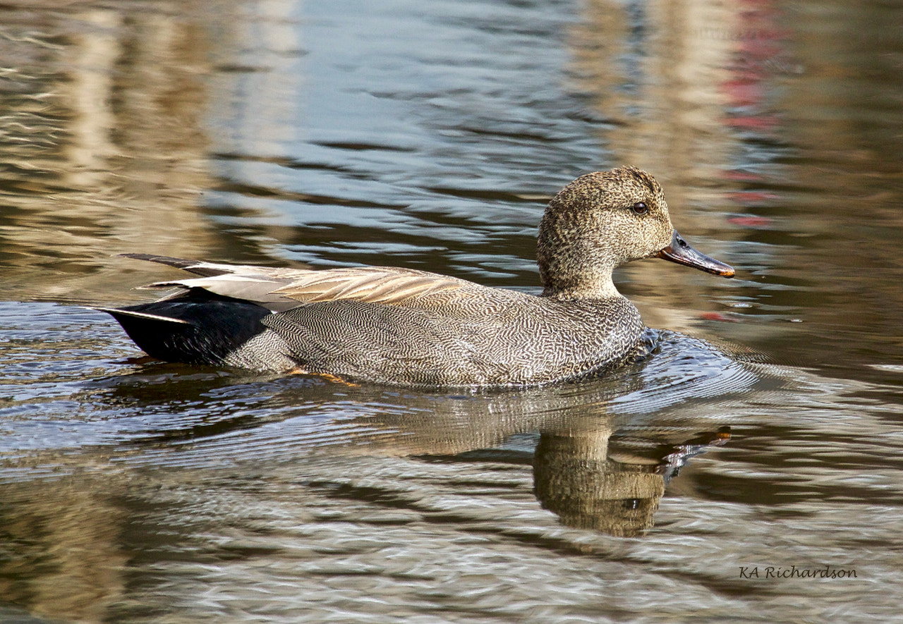 Canon EOS 70D + Canon EF 100-400mm F4.5-5.6L IS USM sample photo. Gadwall drake (anas strepera) photography