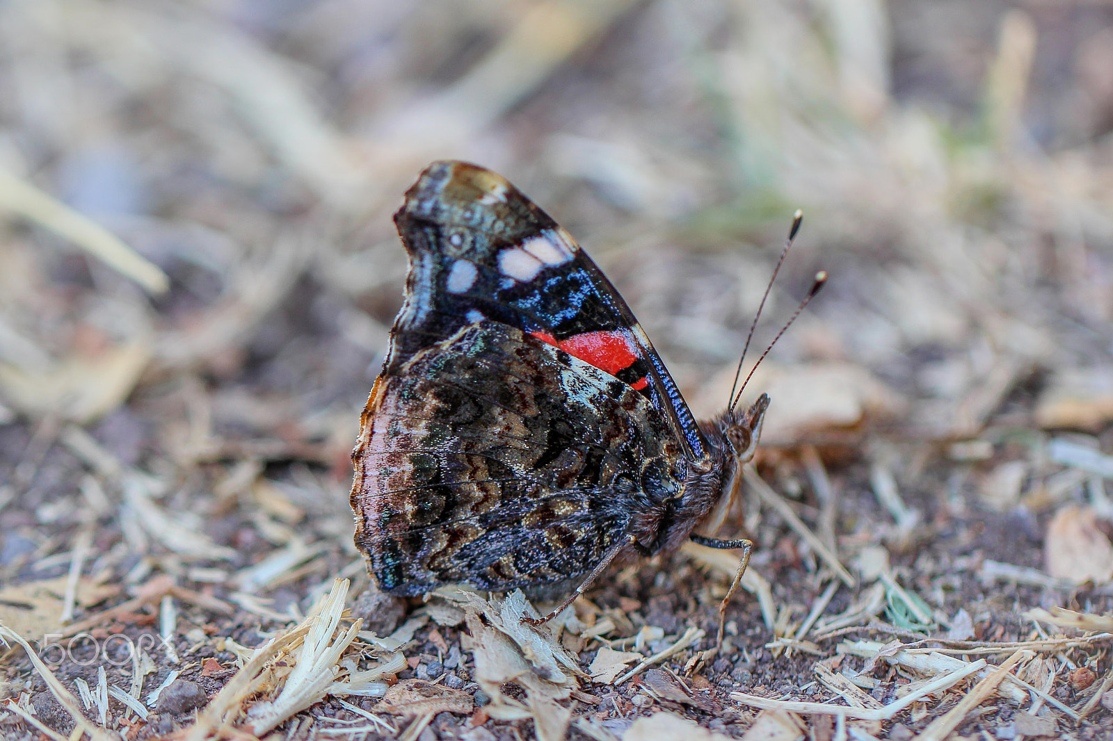 Canon EOS 700D (EOS Rebel T5i / EOS Kiss X7i) + Canon EF 100mm F2.8L Macro IS USM sample photo. Dark lady photography