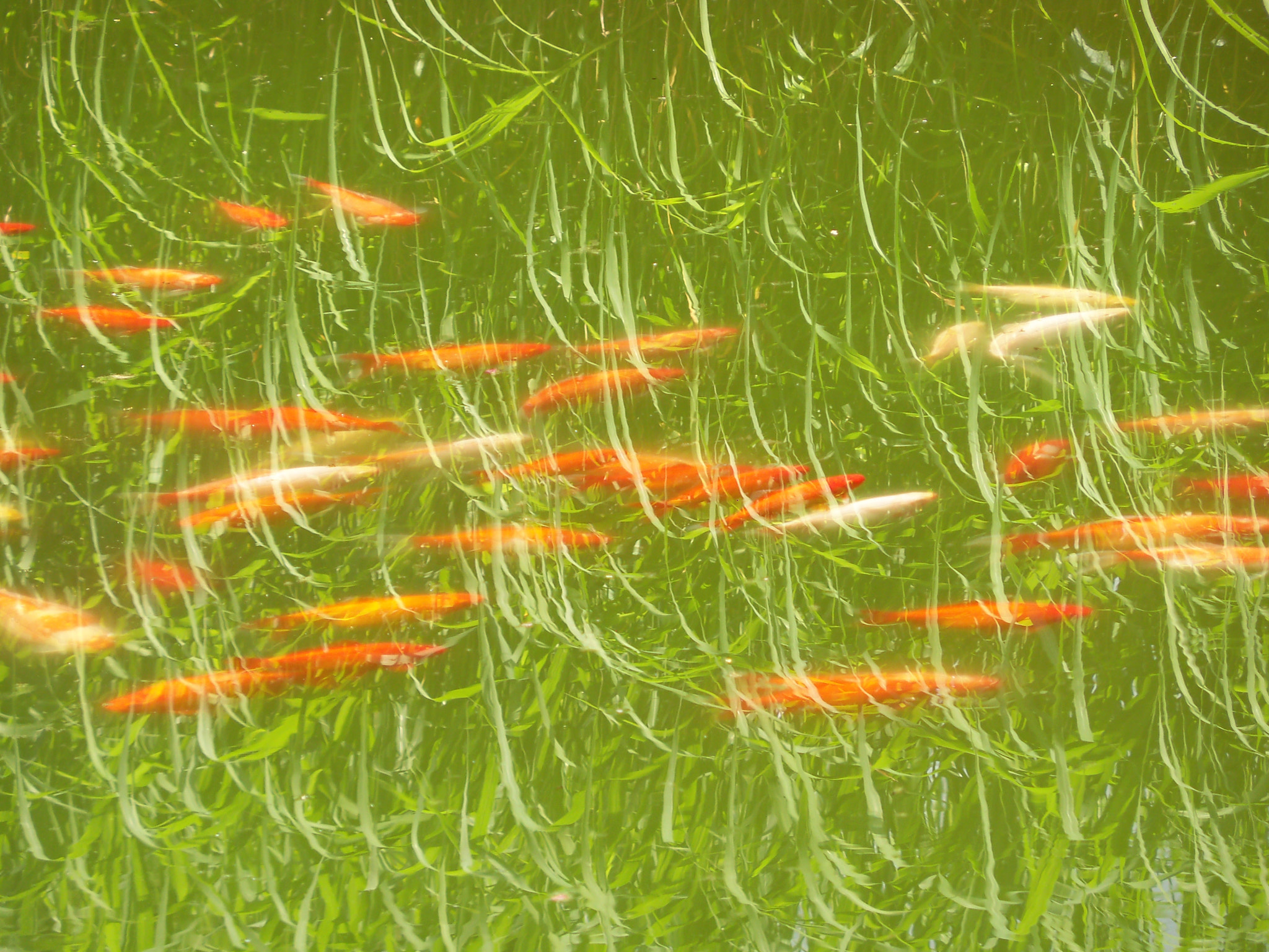 Kodak EasyShare Z915 sample photo. Koi carps photography