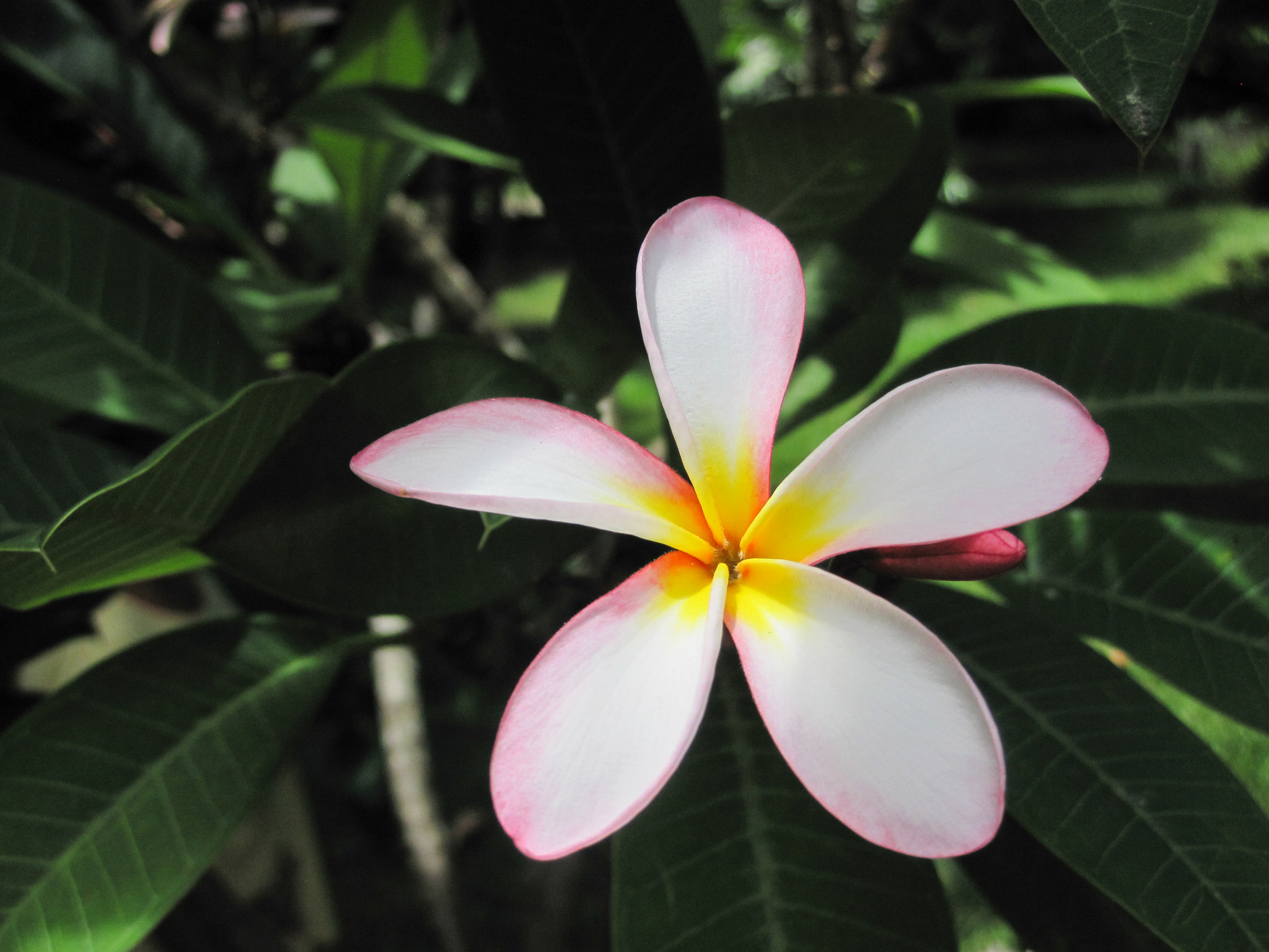 Canon PowerShot D10 sample photo. Frangipanier photography