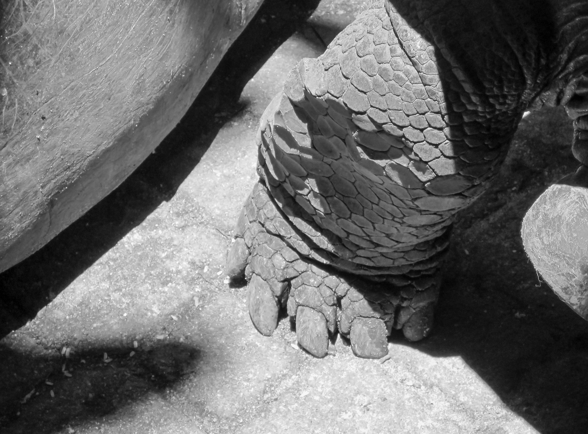 Canon PowerShot D10 sample photo. Tortue géante photography
