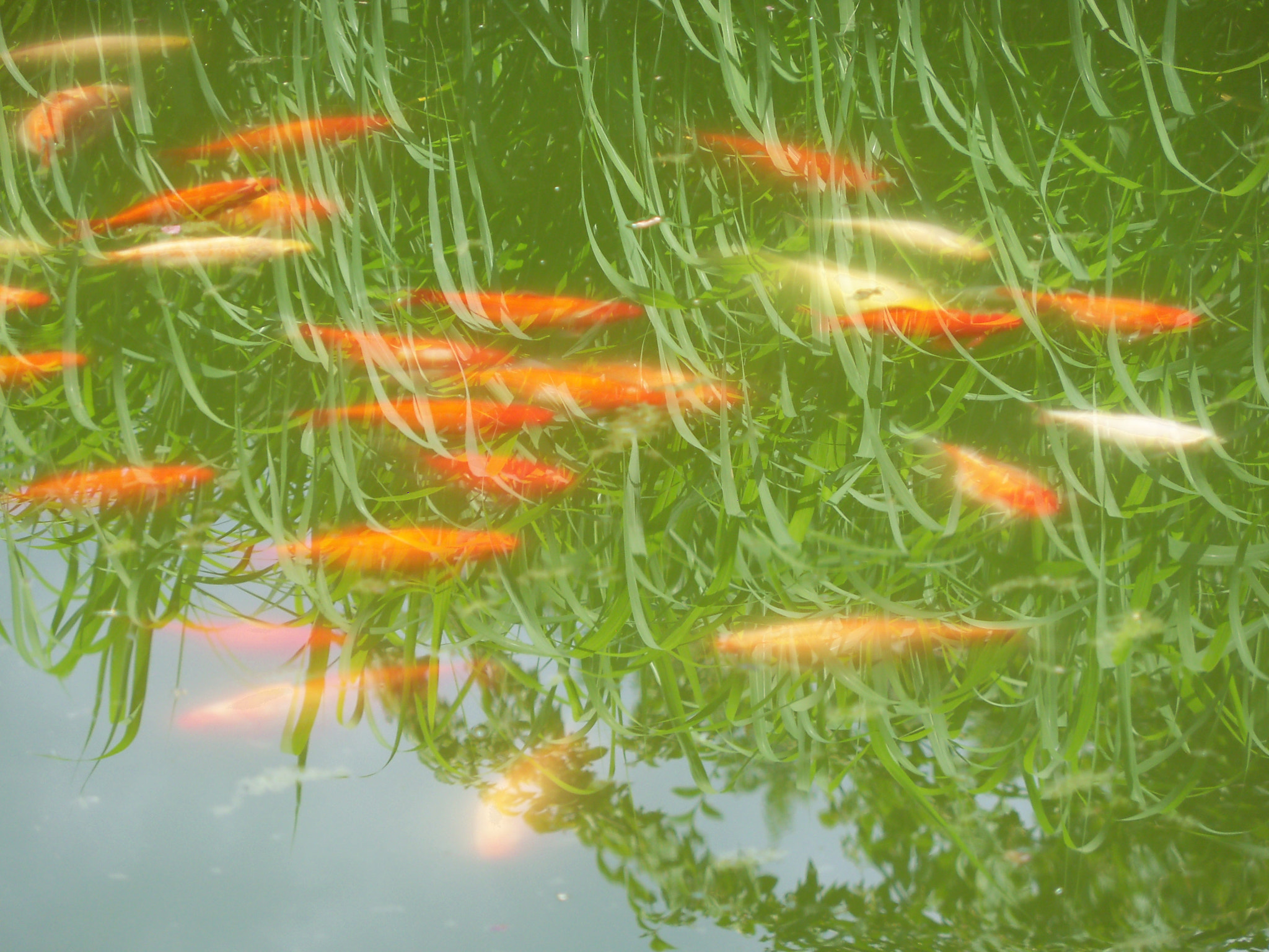 Kodak EasyShare Z915 sample photo. Koi carps ii photography