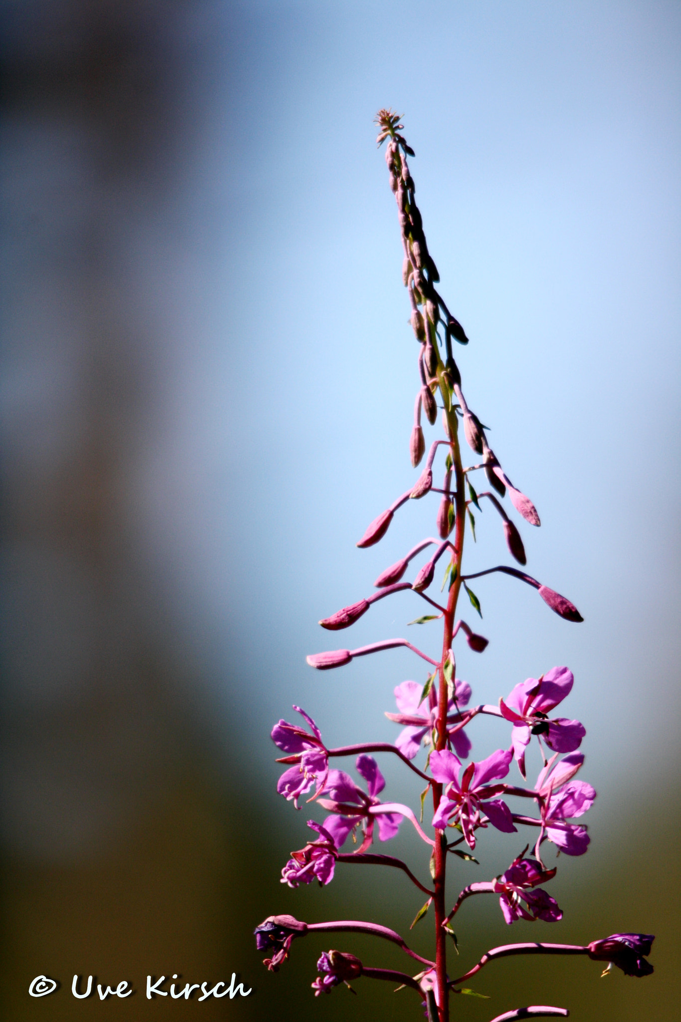 Sigma 150-500mm F5-6.3 DG OS HSM sample photo. Purple forest flower photography