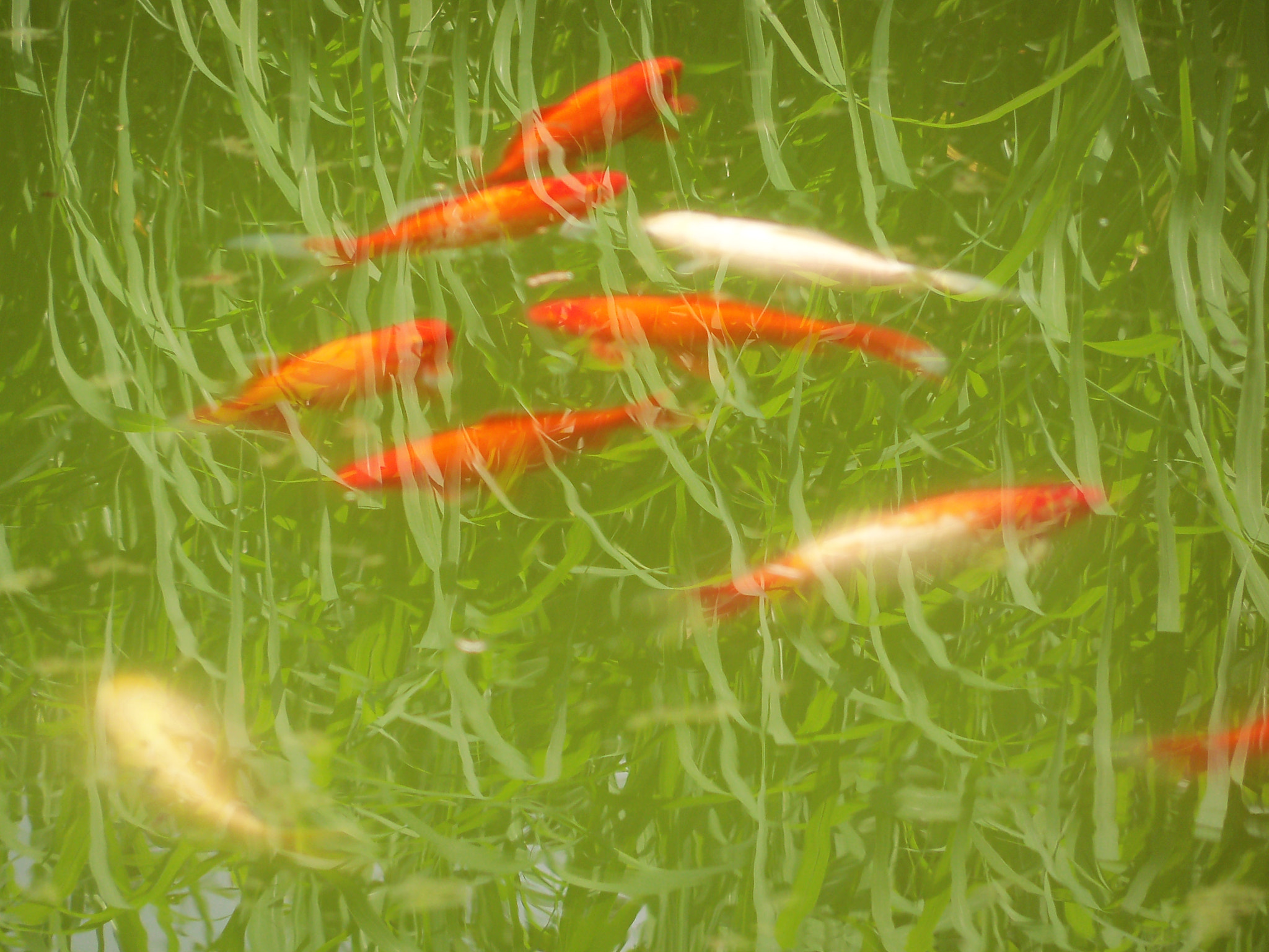 Kodak EasyShare Z915 sample photo. Koi carps iii photography