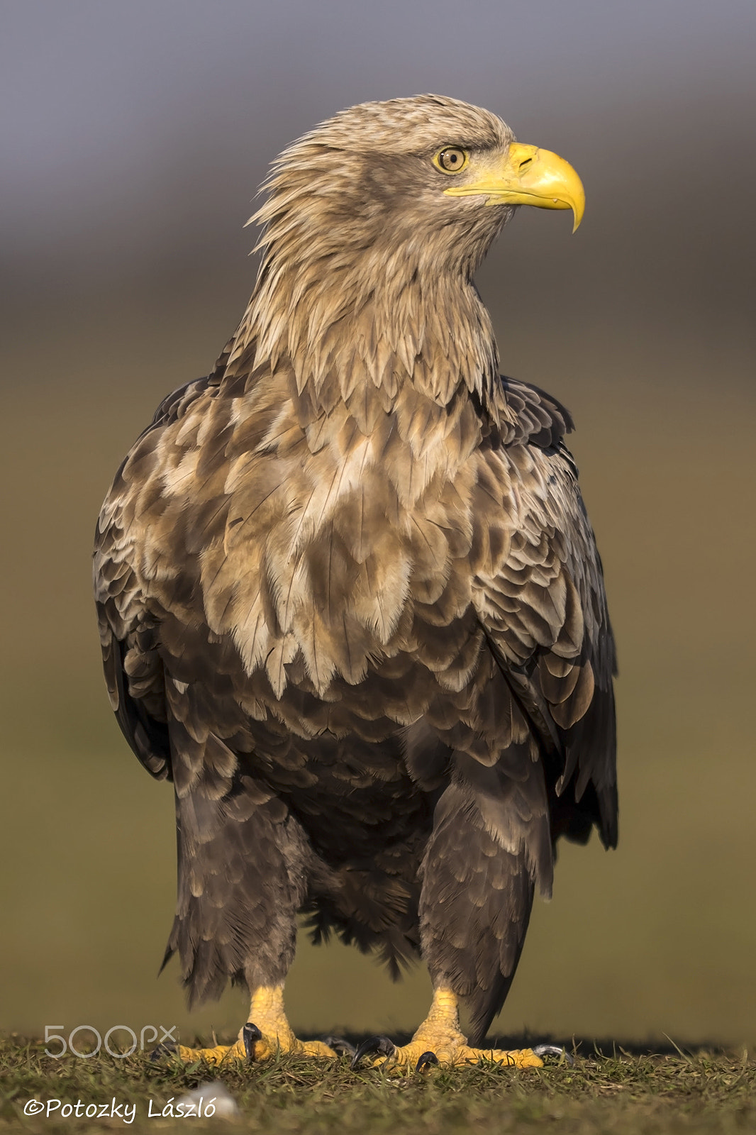 Olympus OM-D E-M1 + OLYMPUS 300mm Lens sample photo. White tailed eagle photography