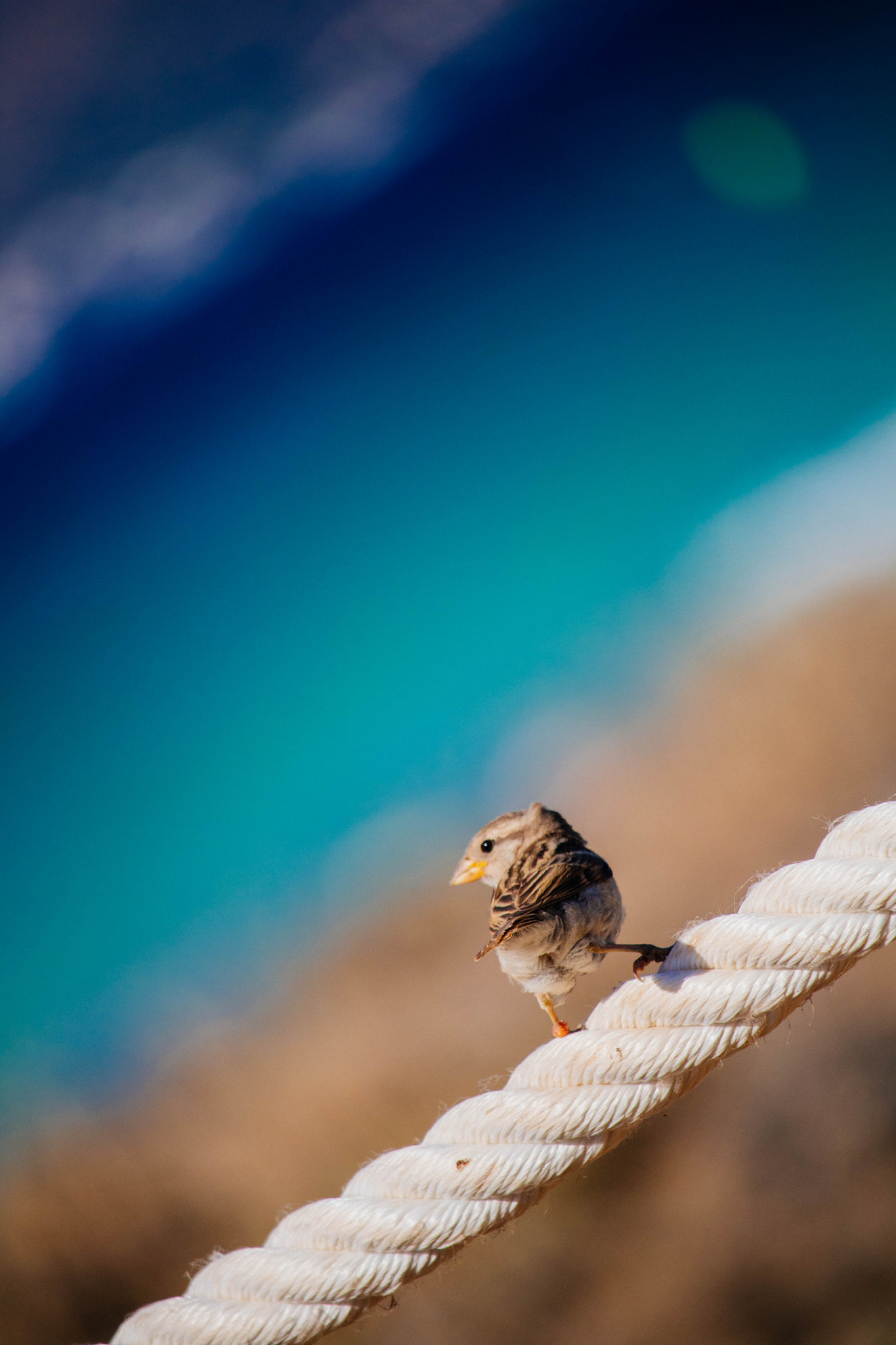 Canon EF-S 55-250mm F4-5.6 IS STM sample photo. Gorrio photography