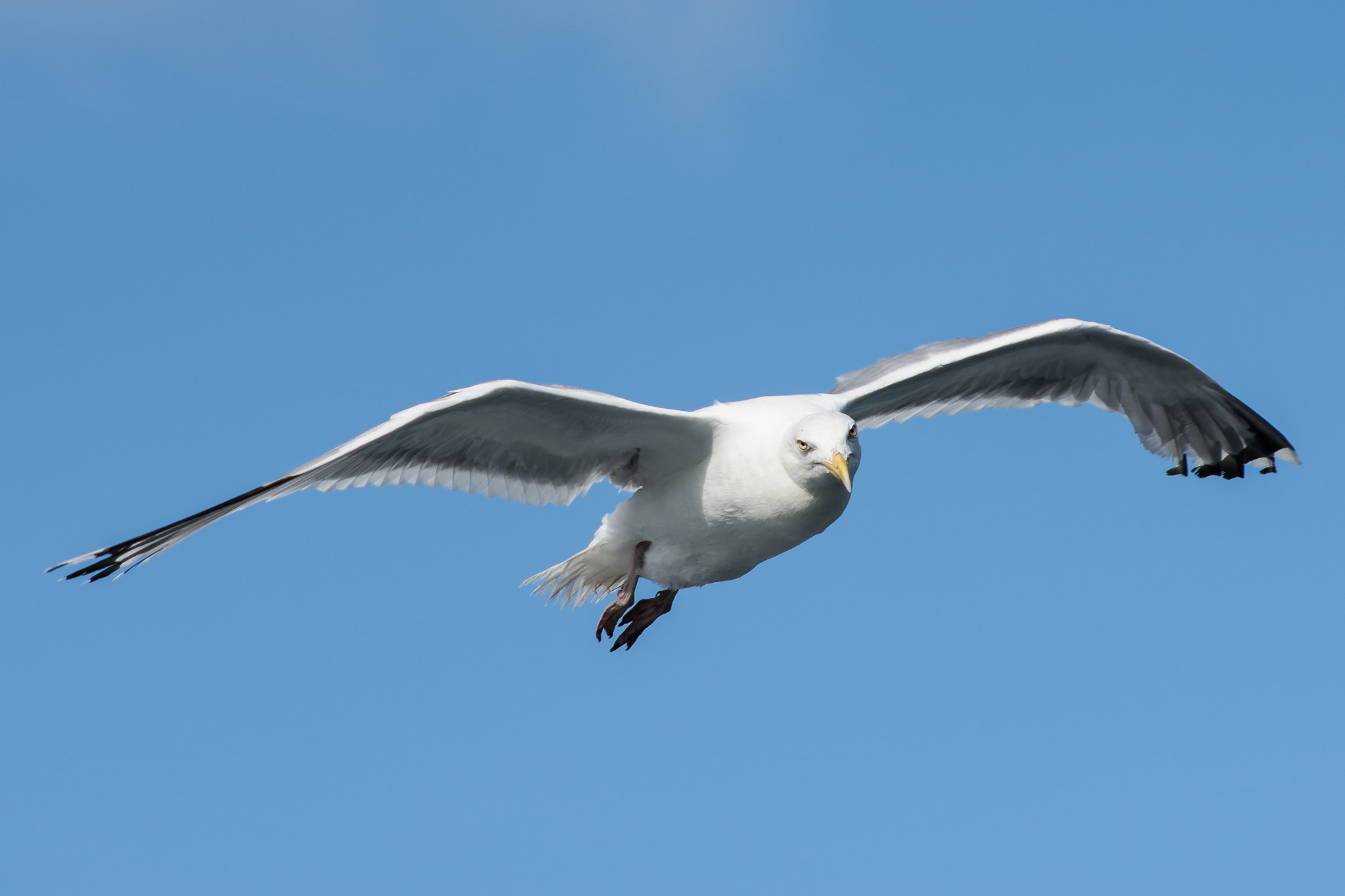 Nikon D7200 + AF Nikkor 70-210mm f/4-5.6 sample photo. Seagull photography