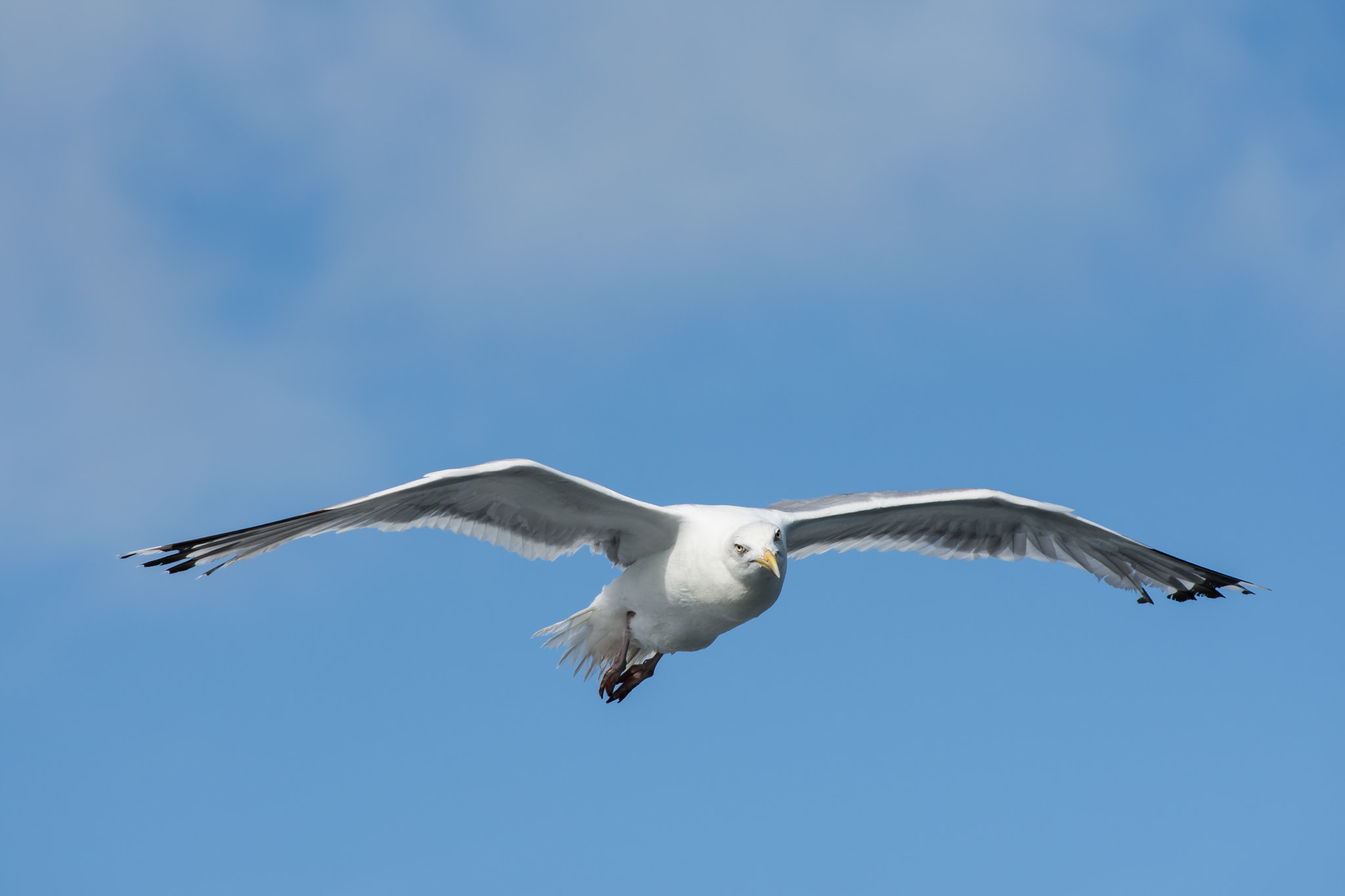 Nikon D7200 + AF Nikkor 70-210mm f/4-5.6 sample photo. Seagull photography