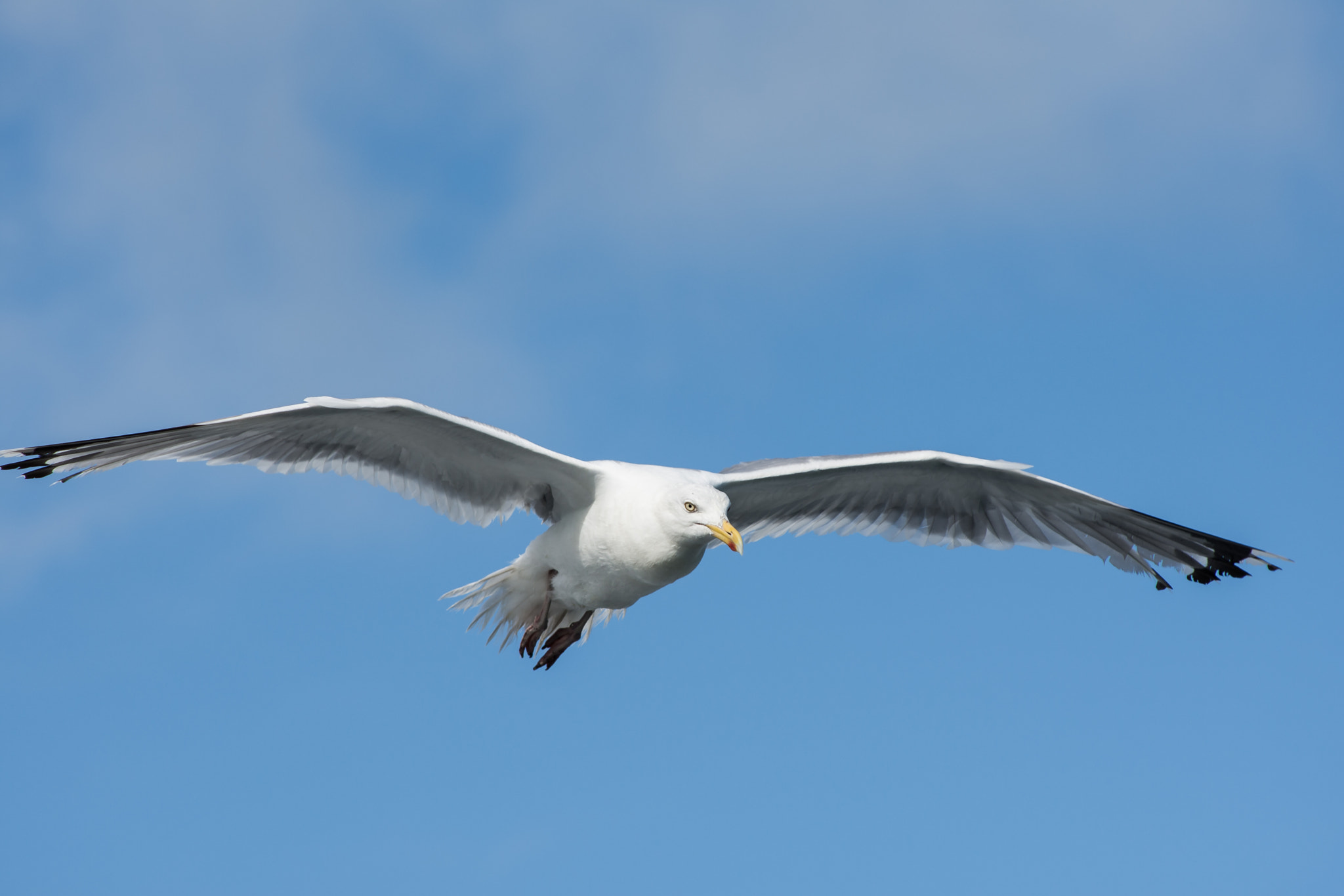 Nikon D7200 + AF Nikkor 70-210mm f/4-5.6 sample photo. Seagull photography