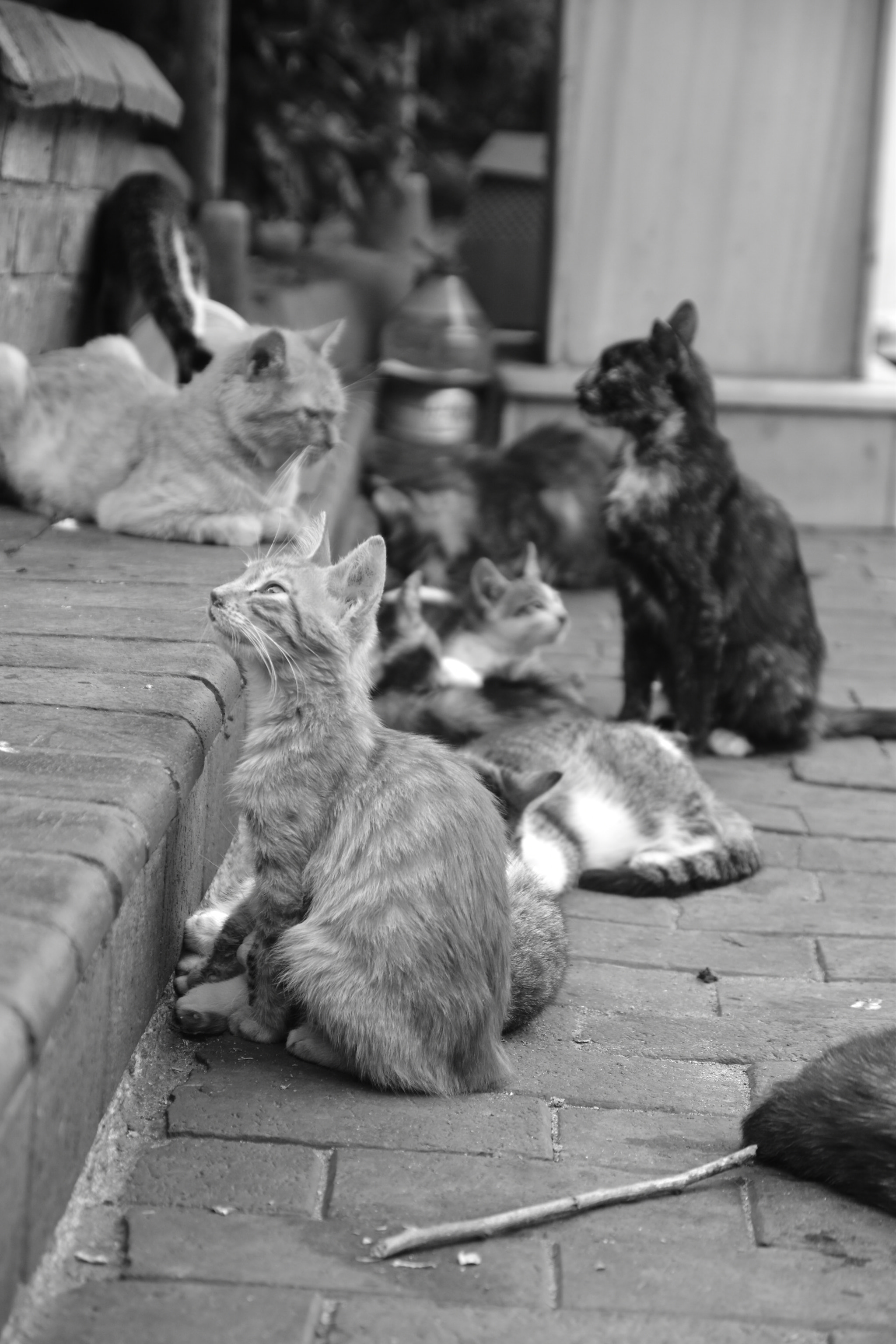 Sigma 17-70mm F2.8-4 DC Macro OS HSM sample photo. Squad photography