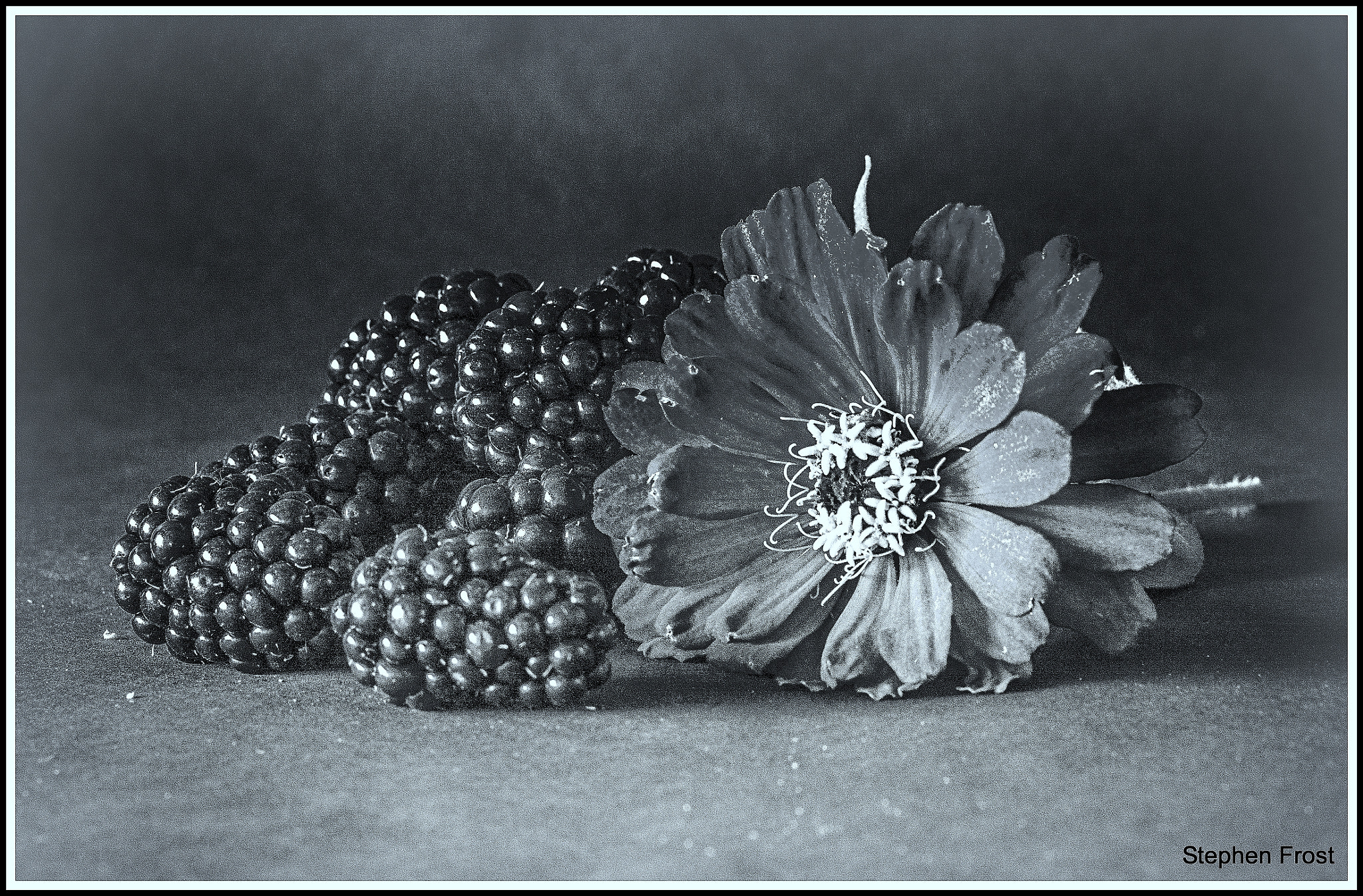 Olympus PEN E-PL5 sample photo. The blackberry & flowers photography