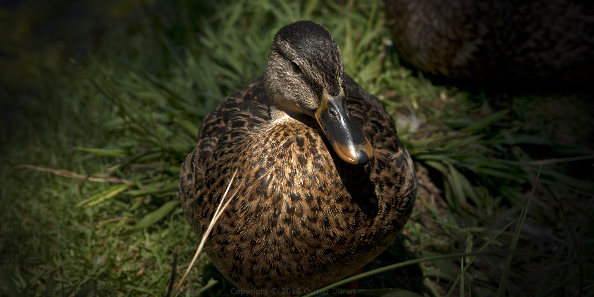 AF Nikkor 70-210mm f/4-5.6 sample photo. Friendly duck photography