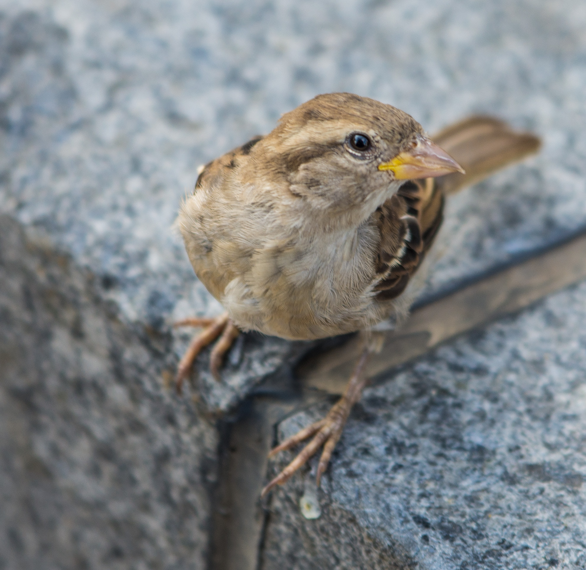 Nikon D7200 + Sigma 50-150mm F2.8 EX APO DC OS HSM sample photo. Cal_9082.jpg photography