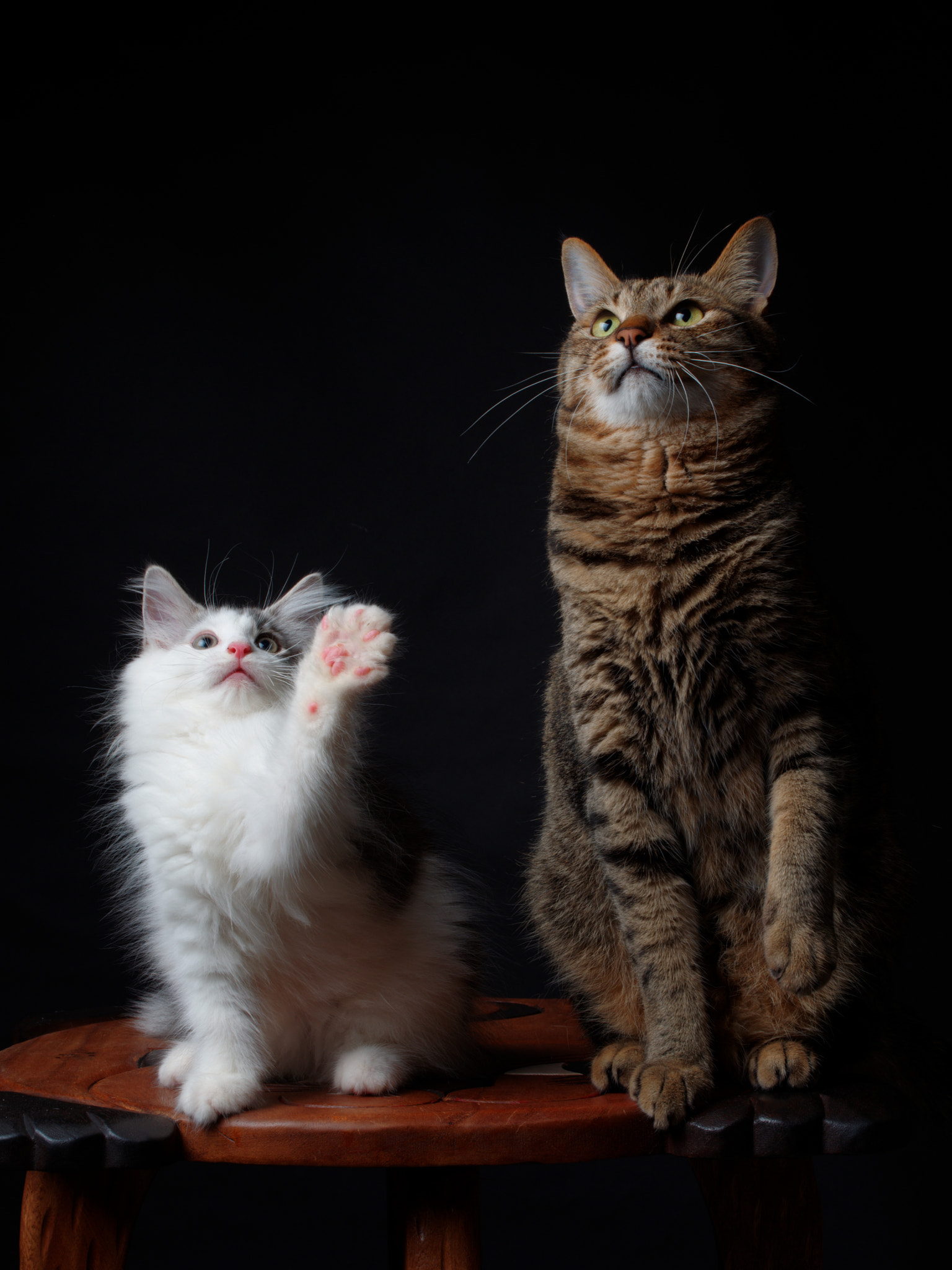 Pentax 645Z + HD Pentax D FA 645 Macro 90mm F2.8 ED AW SR sample photo. Cats on the wooden table photography