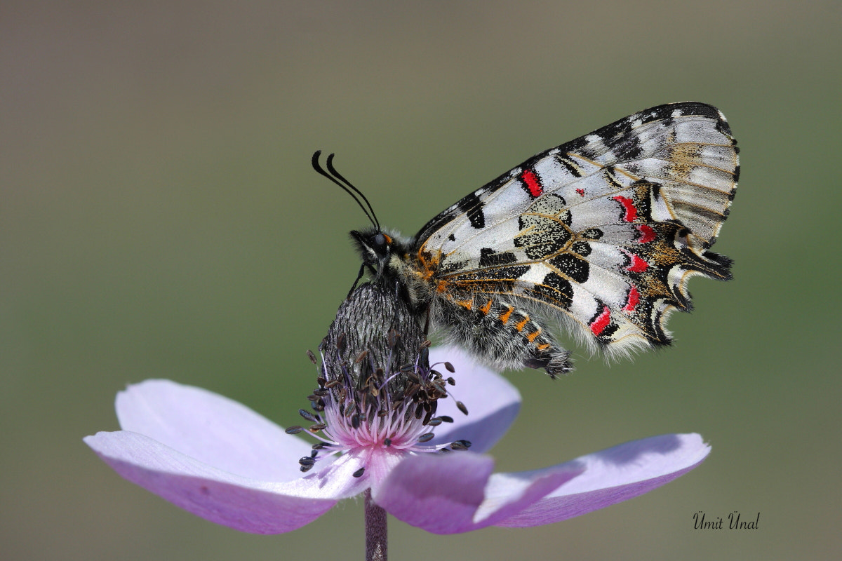 Canon EOS 40D + Canon EF 100mm F2.8 Macro USM sample photo. Eastern festoon photography