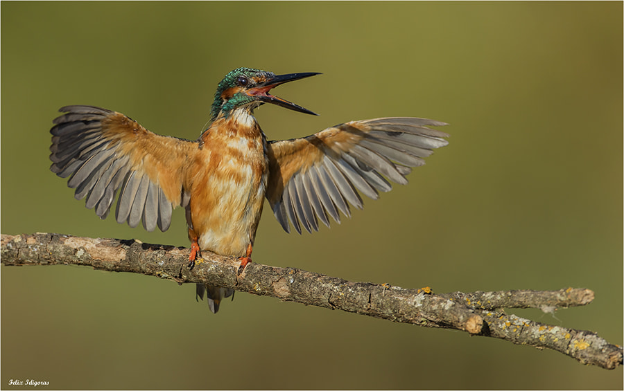 Canon EF 500mm F4L IS USM sample photo. Martin pescador photography