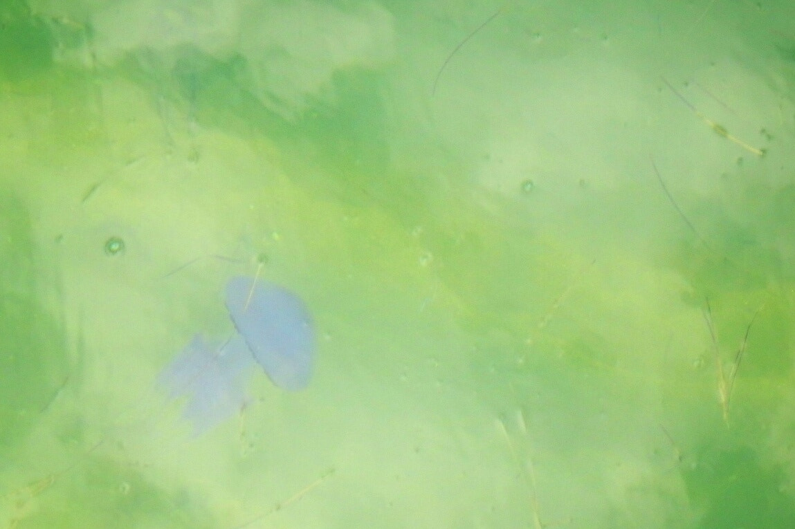 Olympus TG-870 sample photo. Méduse photography