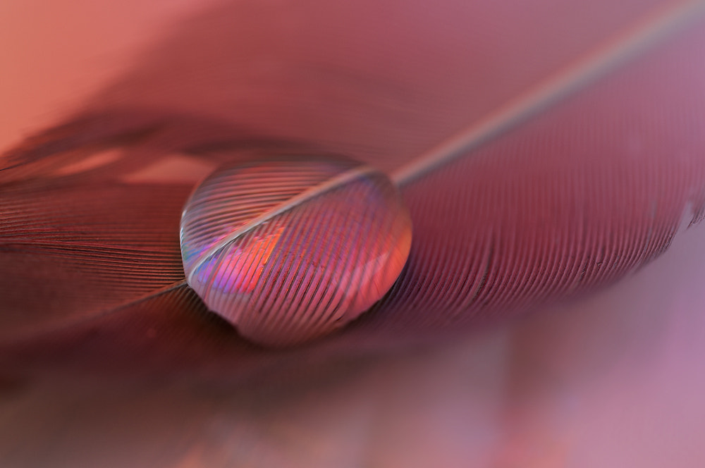 Sigma 150mm F2.8 EX DG OS Macro HSM sample photo. Pink drop photography