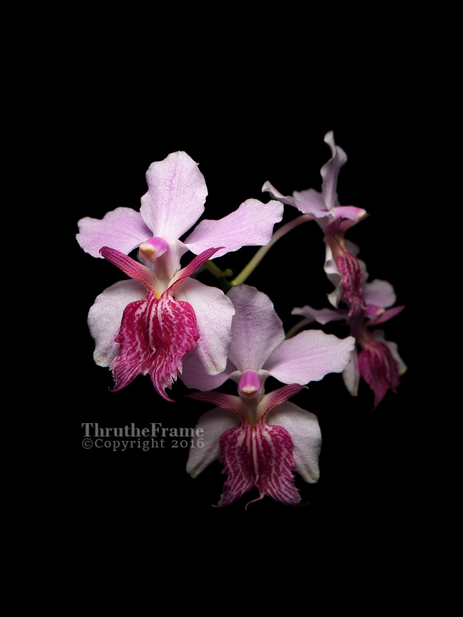 Canon TS-E 24.0mm f/3.5 L II sample photo. Papilionanthe amy photography
