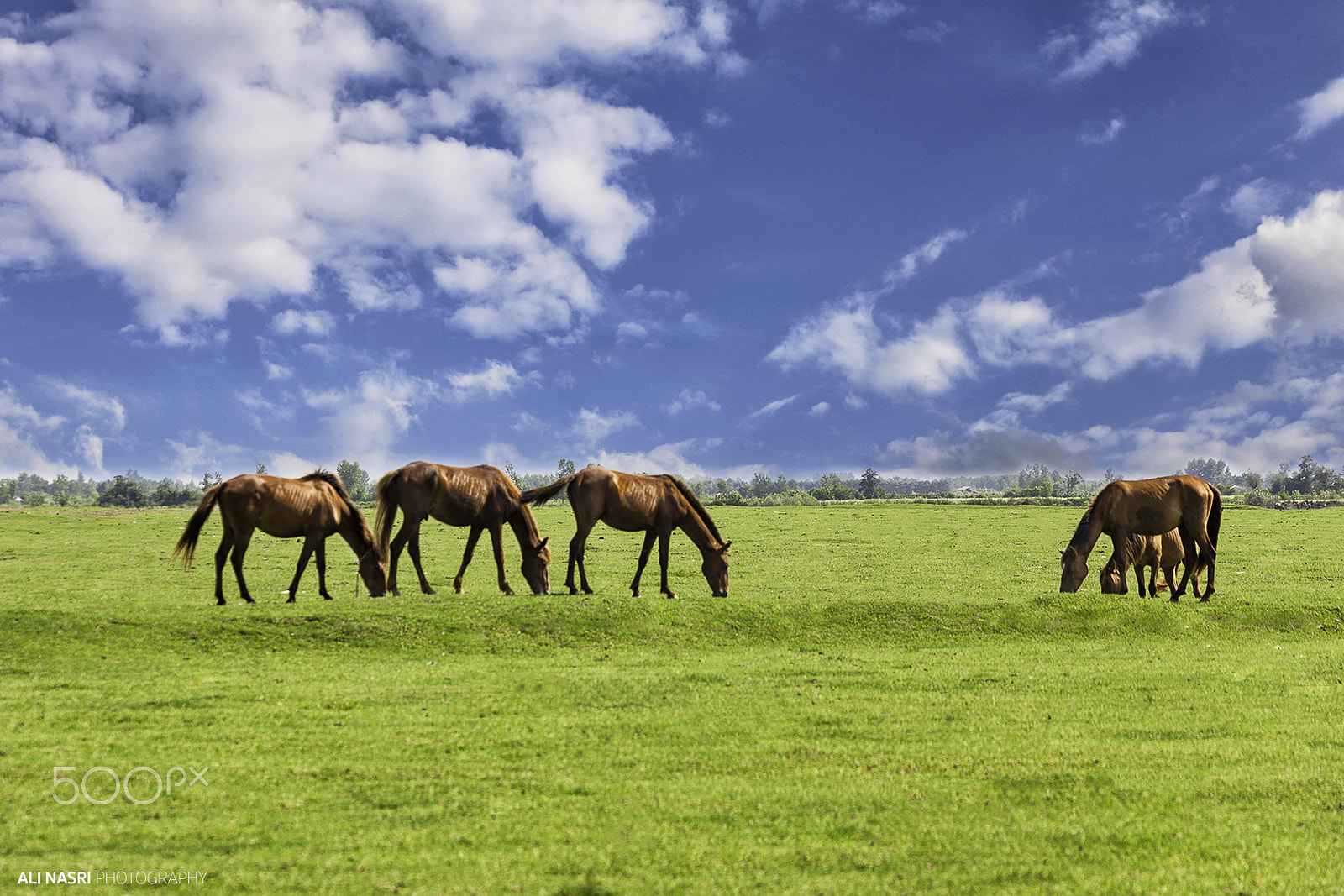 Sigma APO Macro 150mm f/2.8 EX DG HSM sample photo. Anzali lagoon horses photography