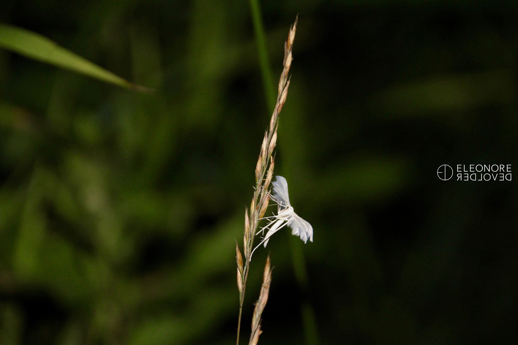 Sigma 18-250mm F3.5-6.3 DC OS HSM sample photo. White bug photography