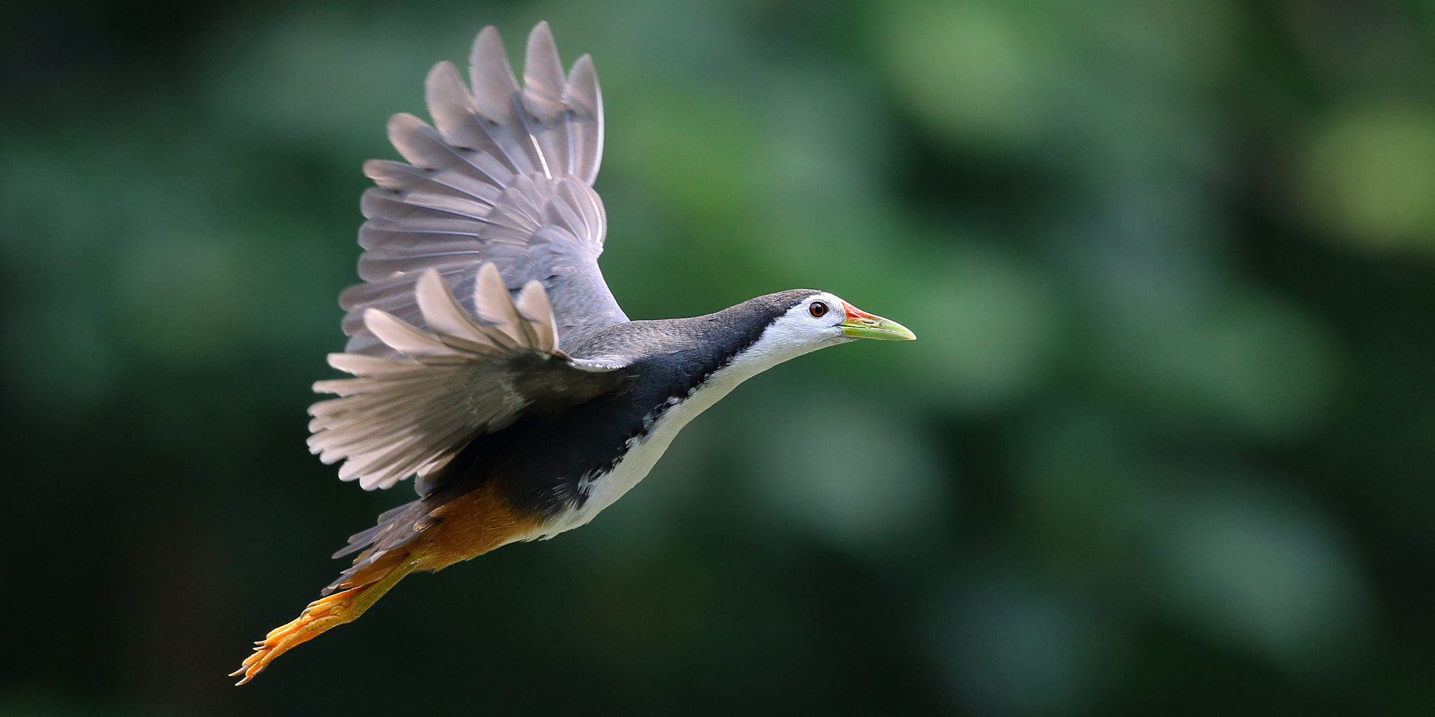 Canon EF 300mm F2.8L IS II USM sample photo. Fly photography