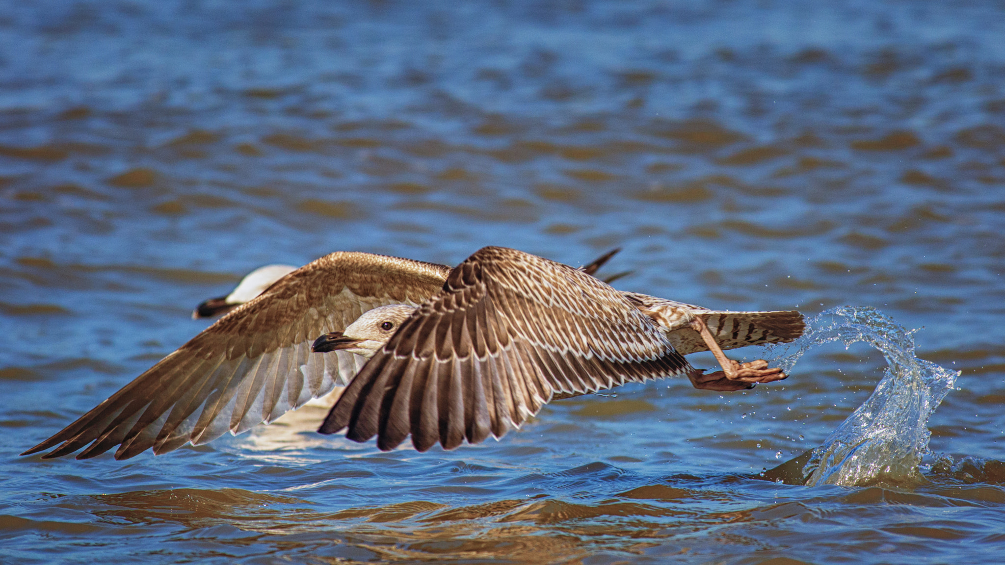 Pentax K-5 sample photo. Over the water photography