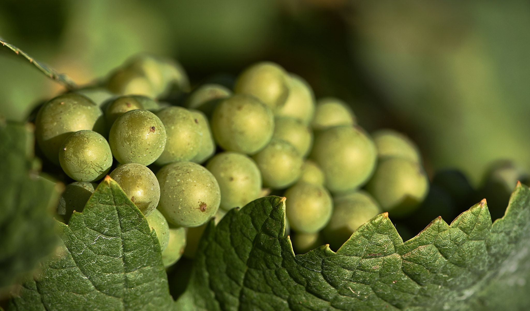 Nikon AF-S Micro-Nikkor 105mm F2.8G IF-ED VR sample photo. Vineyard impressions photography