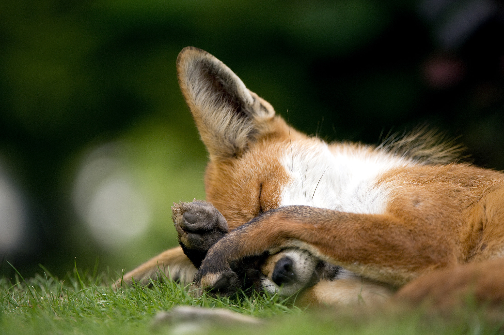 Nikon D4S + AF Zoom-Nikkor 35-105mm f/3.5-4.5 sample photo. Fox - napping photography