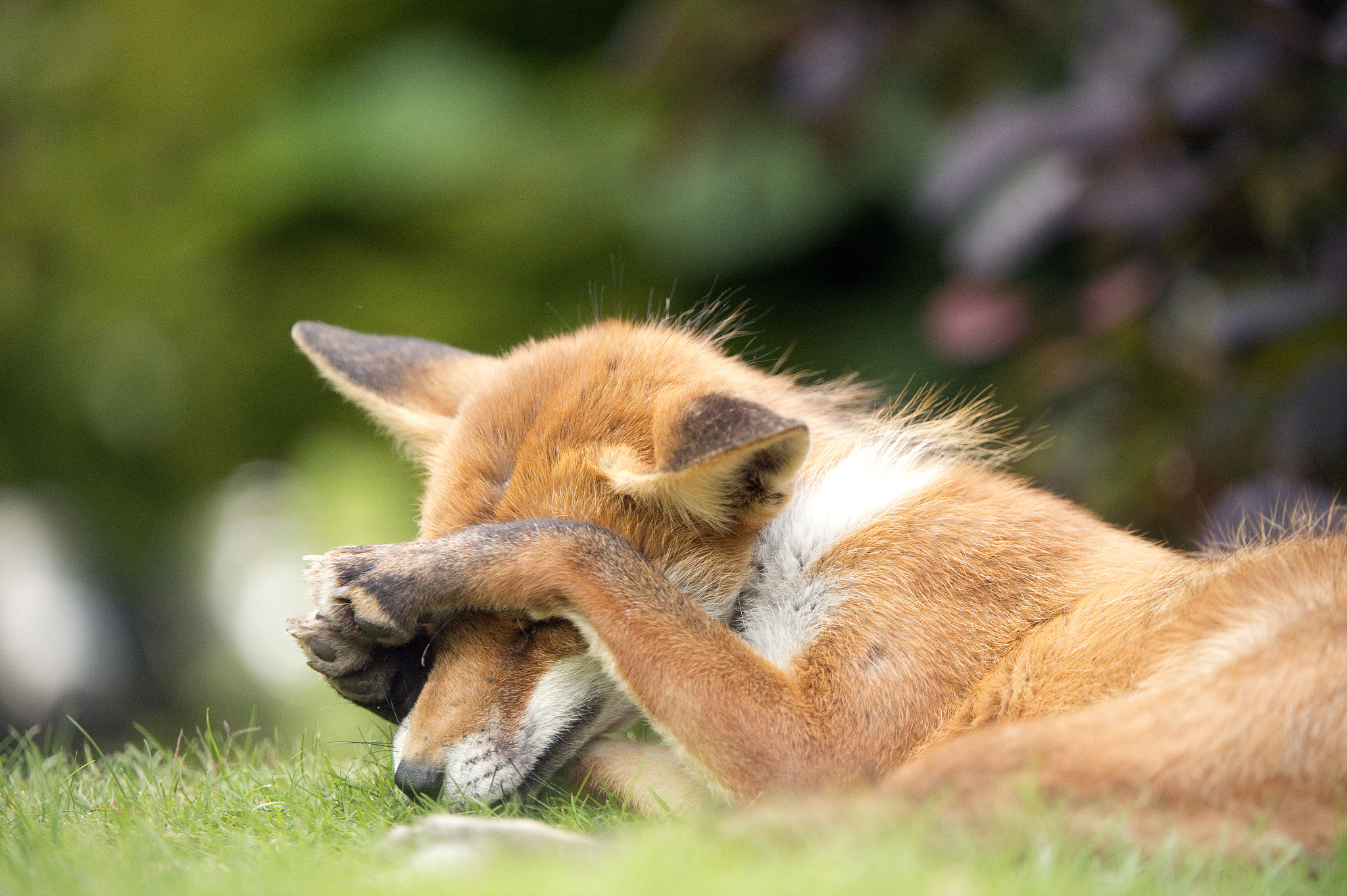 Nikon D4S + AF Micro-Nikkor 105mm f/2.8 sample photo. Fox - napping photography