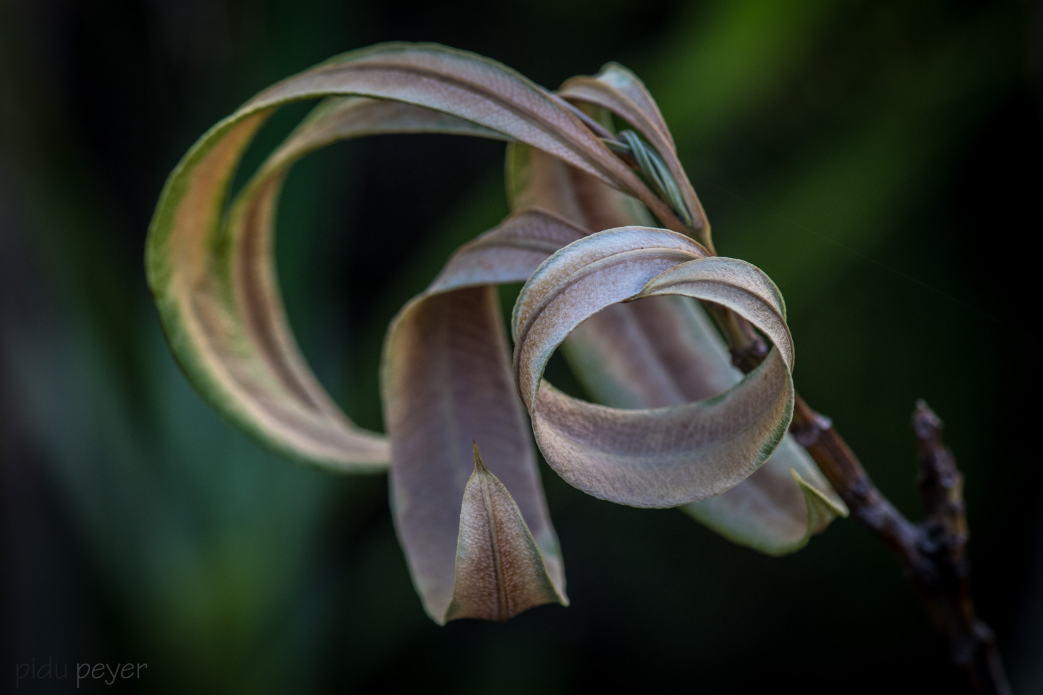 Nikon D5 sample photo. Oleander leaves photography