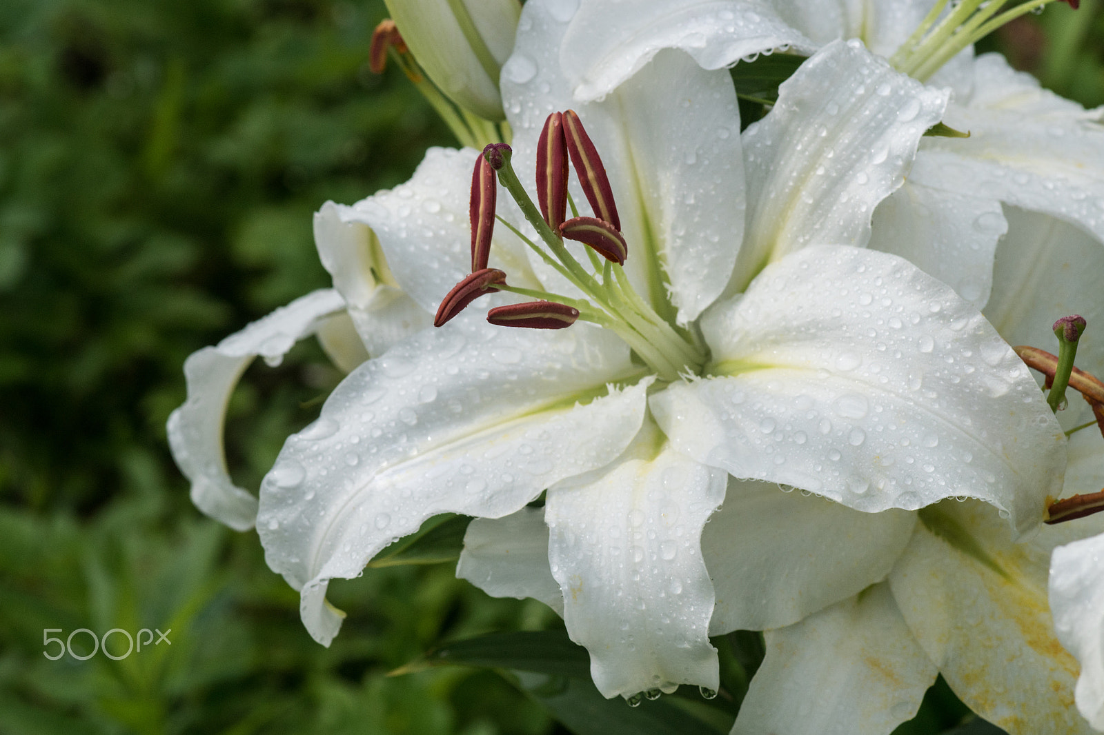 Sony ILCA-77M2 sample photo. Lily after rain photography