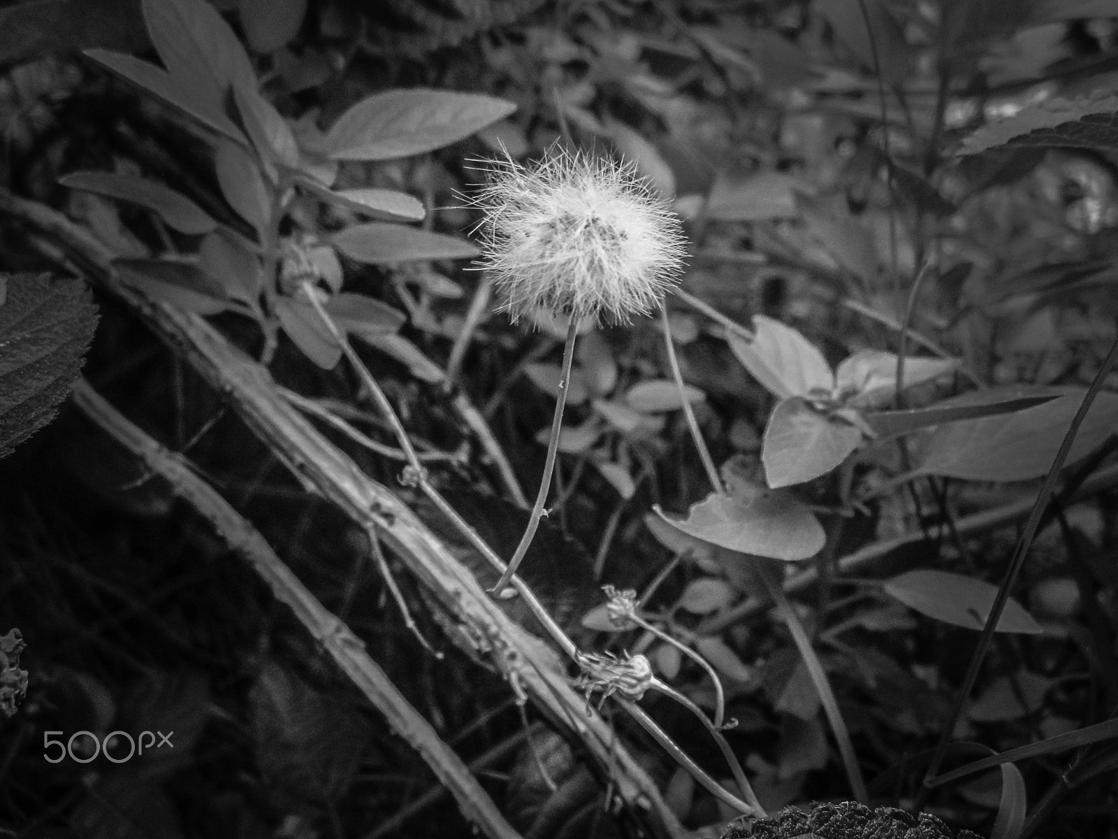 Canon PowerShot A1200 sample photo. A dandelion in the garden photography