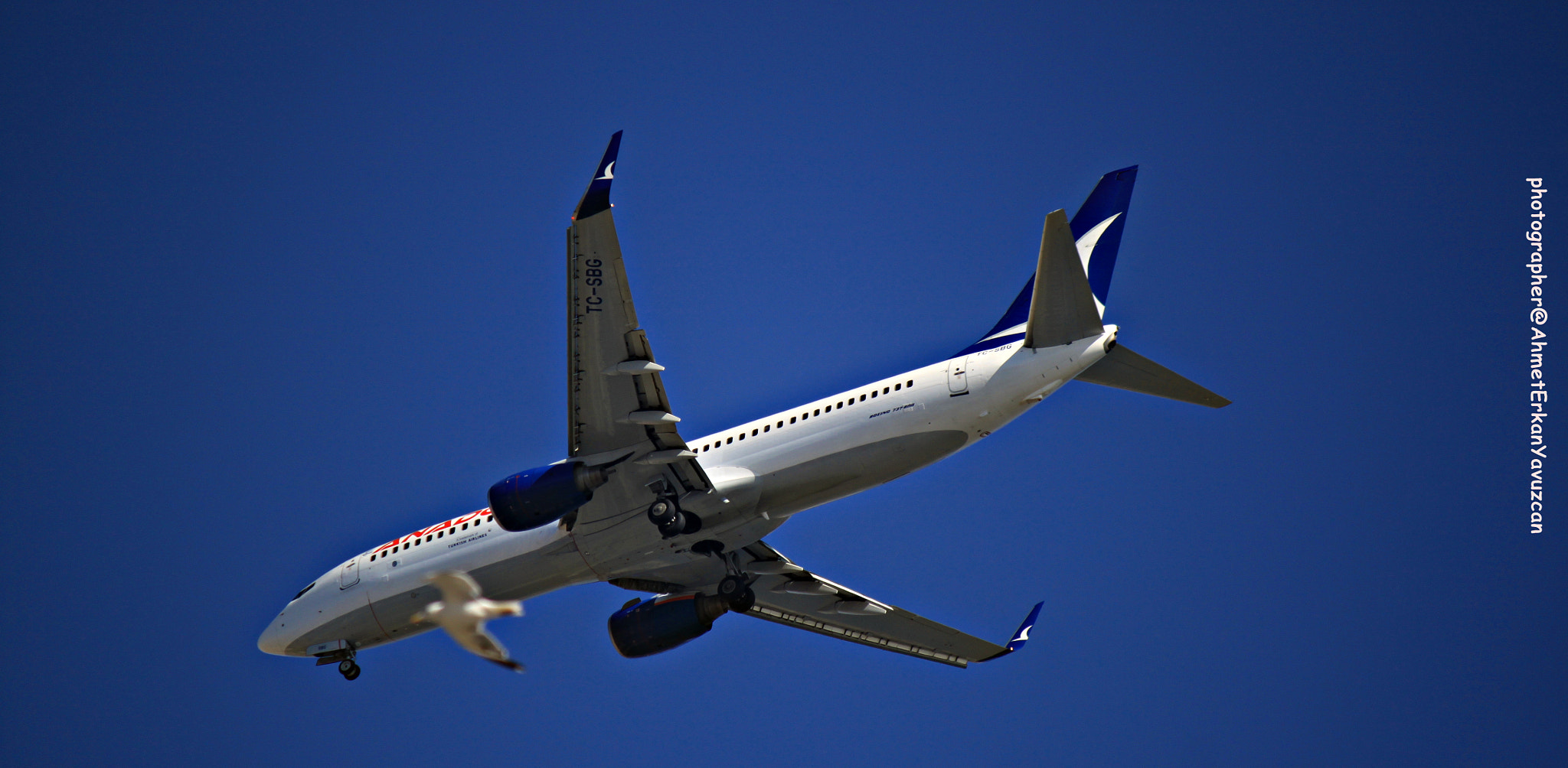 Canon EOS 500D (EOS Rebel T1i / EOS Kiss X3) sample photo. Gulls and aircraft photography
