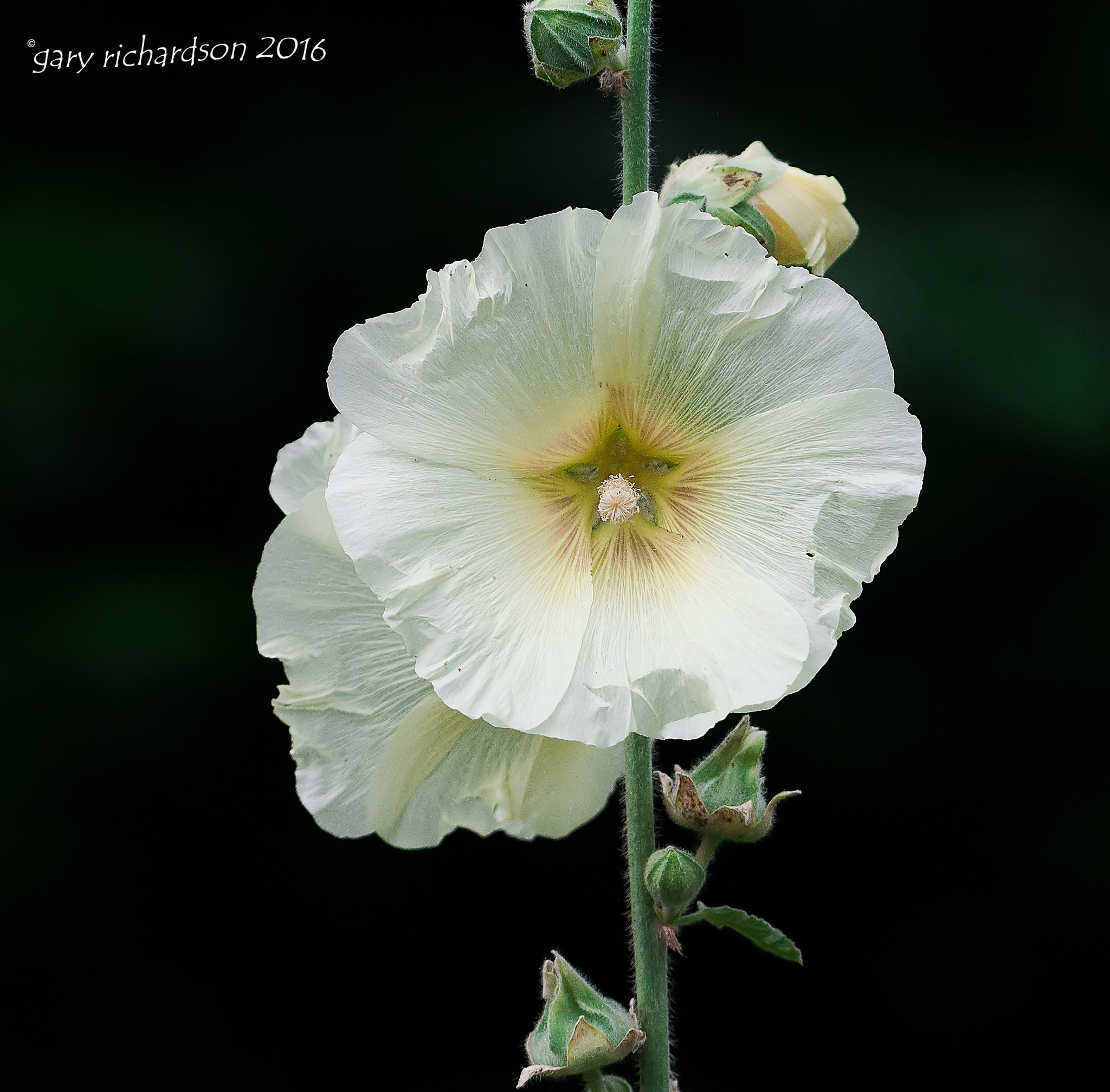 Nikon AF-S Nikkor 200-500mm F5.6E ED VR sample photo. Flower photography
