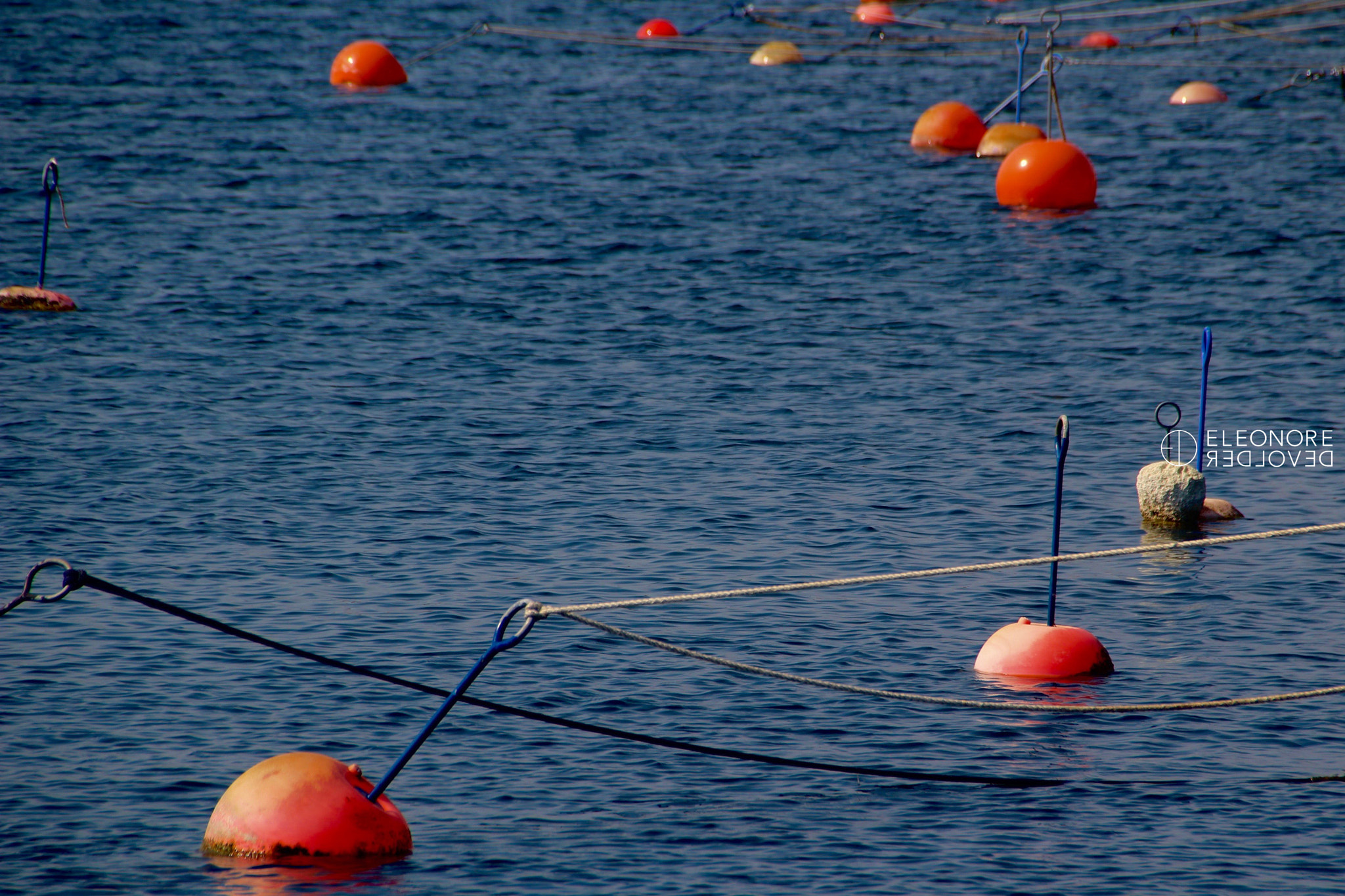 Sigma 18-250mm F3.5-6.3 DC OS HSM sample photo. Floating red photography