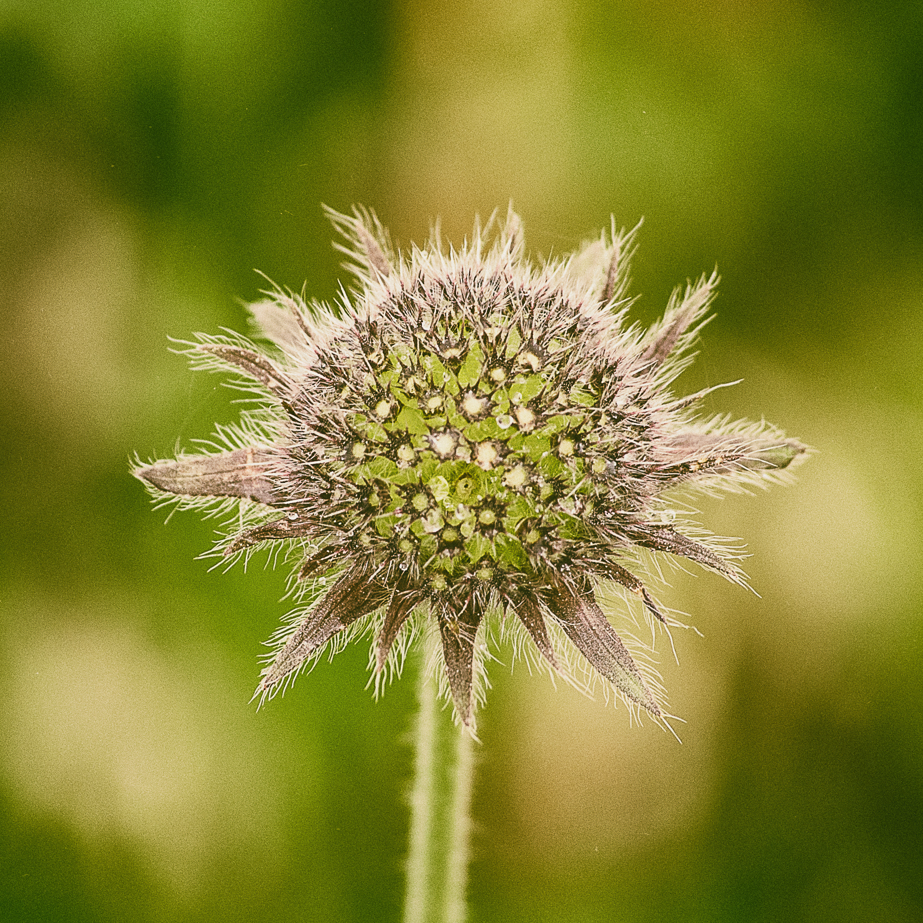 Pentax smc DA* 50-135mm F2.8 ED (IF) SDM sample photo. Once was flower photography