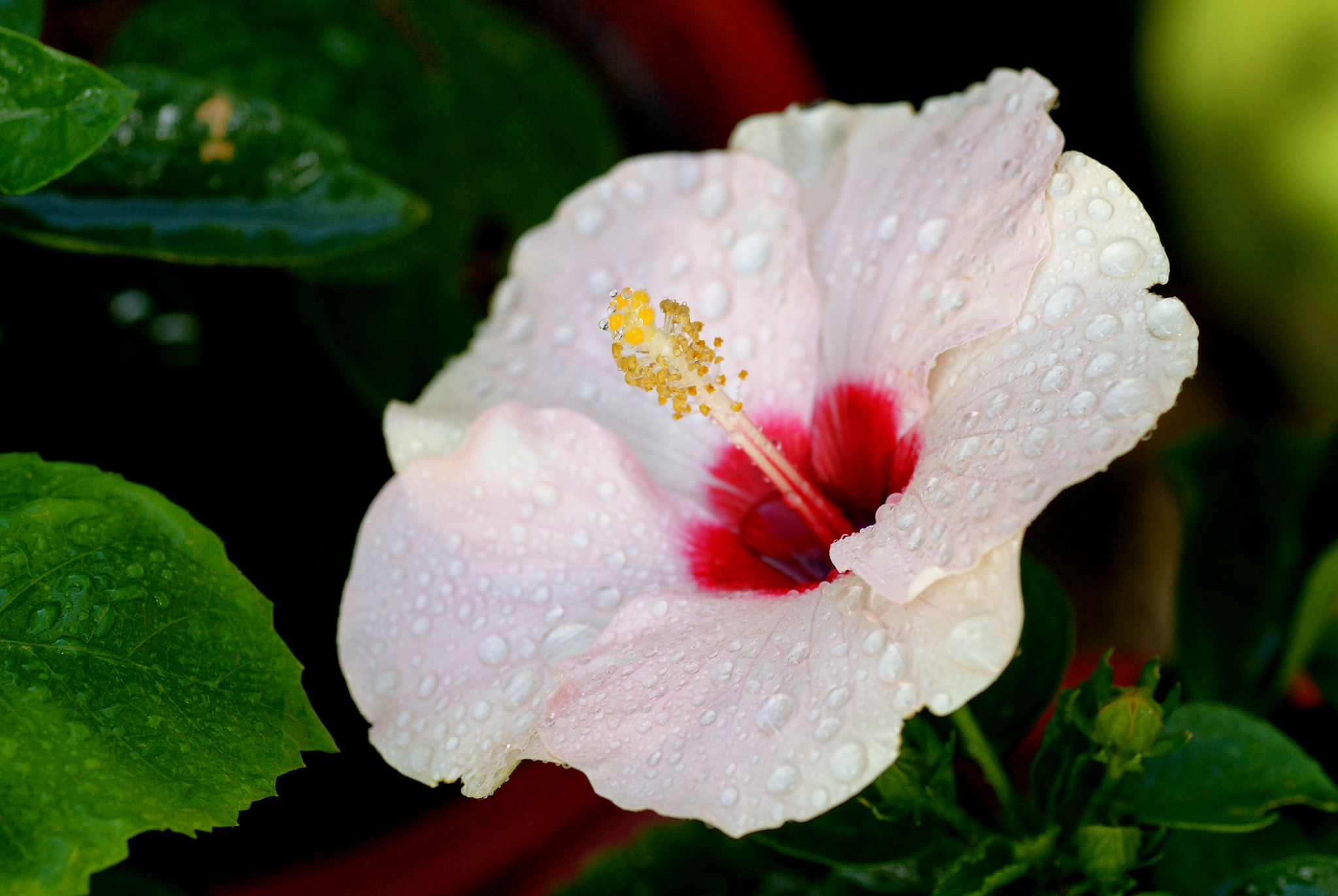 Sony Alpha DSLR-A850 sample photo. White hibiscus photography