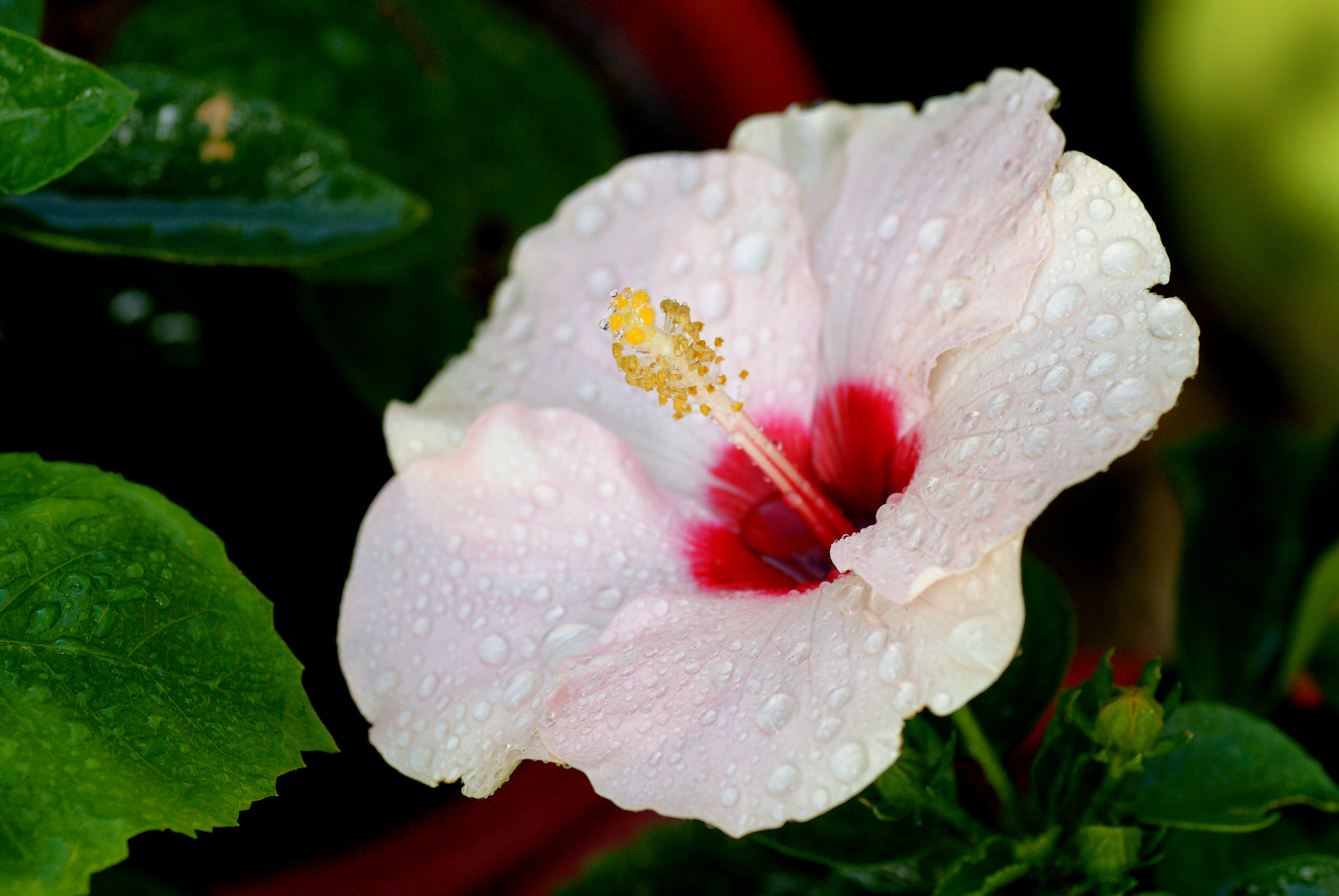Sony Alpha DSLR-A850 + Tamron SP AF 90mm F2.8 Di Macro sample photo. White hibiscus photography