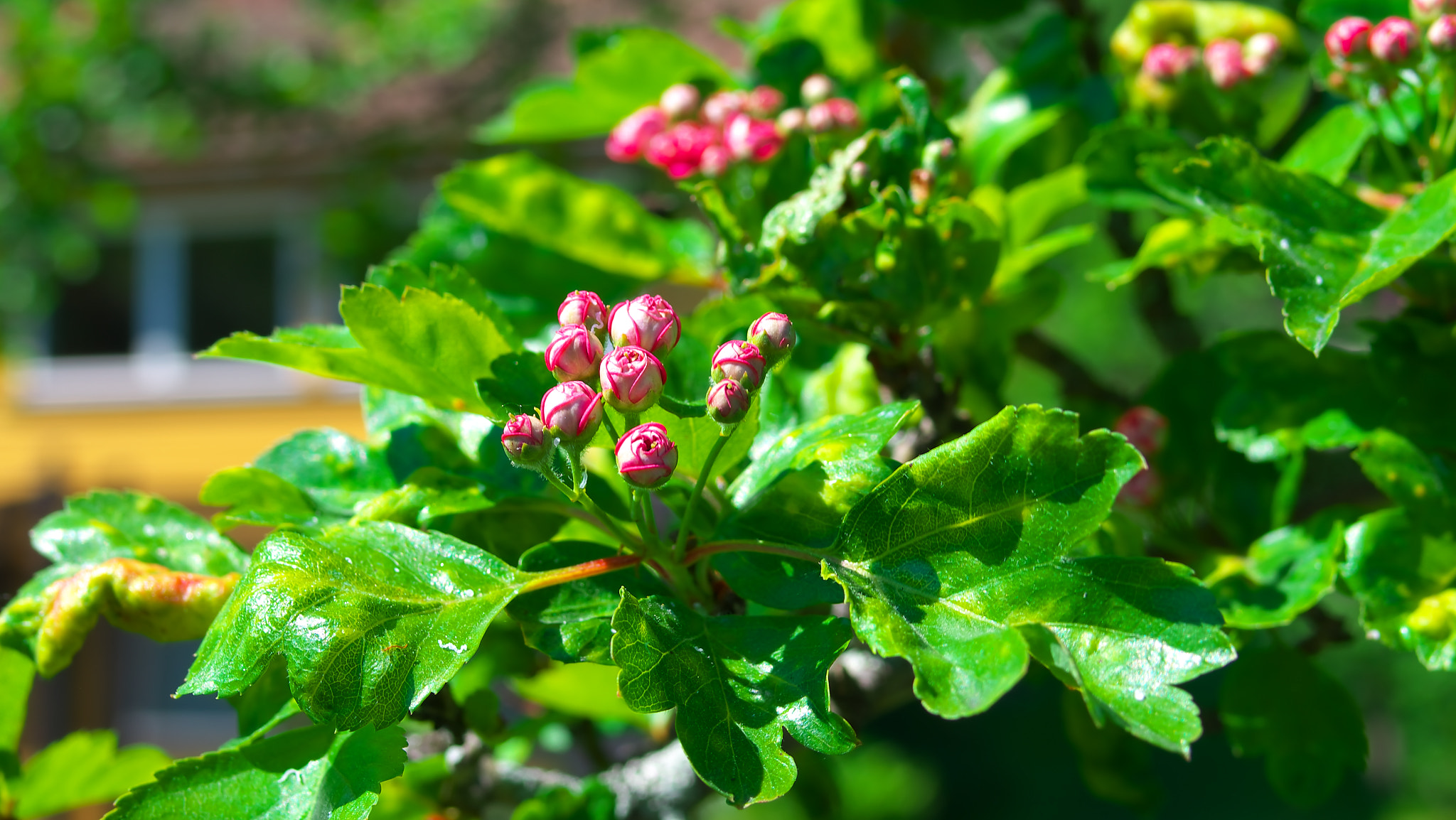 Pentax K-5 IIs + Pentax smc FA 31mm F1.8 AL Limited sample photo. Lovely flowers photography