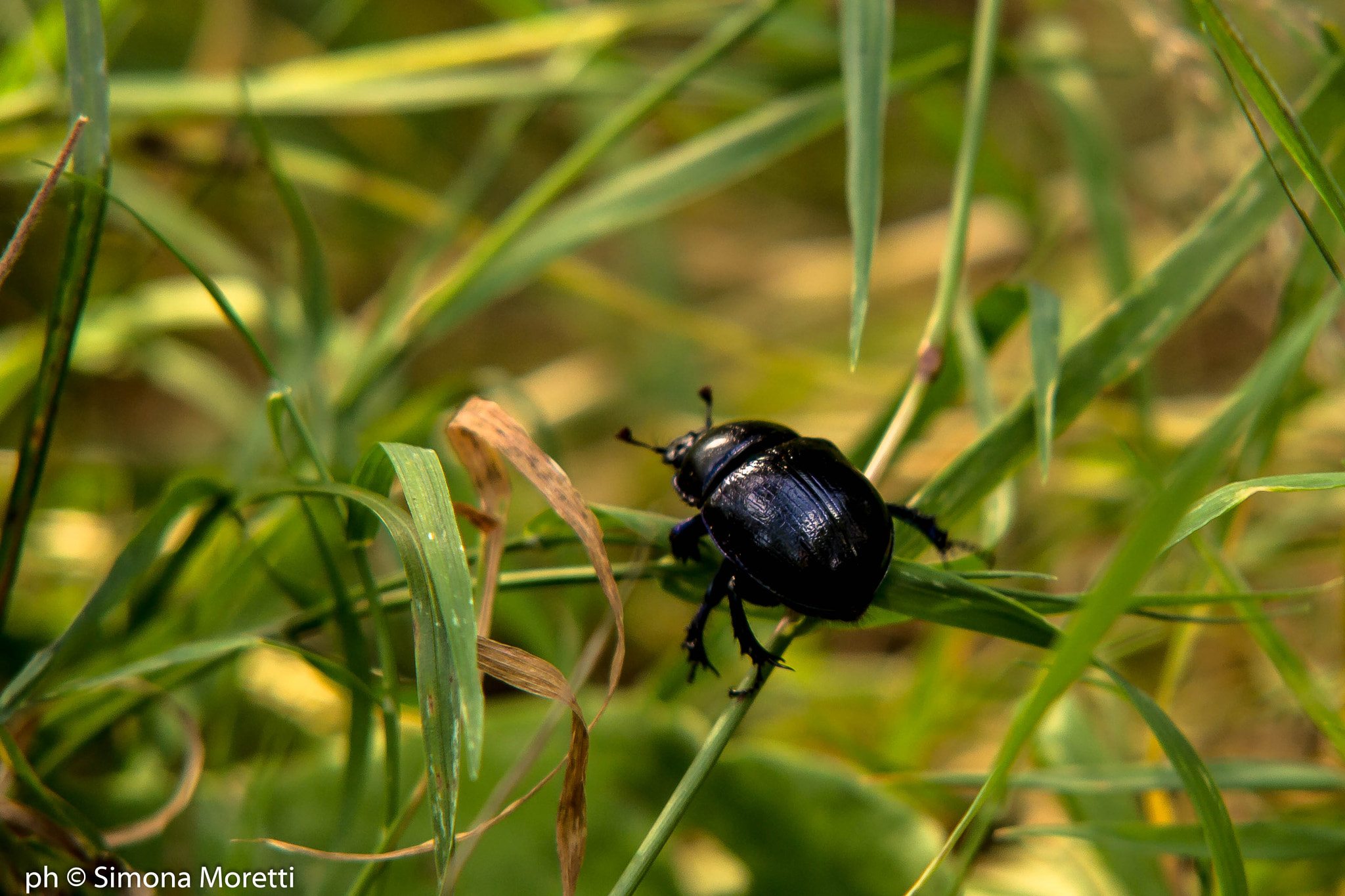 Sigma APO 50-150mm f/2.8 [II] EX DC HSM sample photo. Dung beetle photography