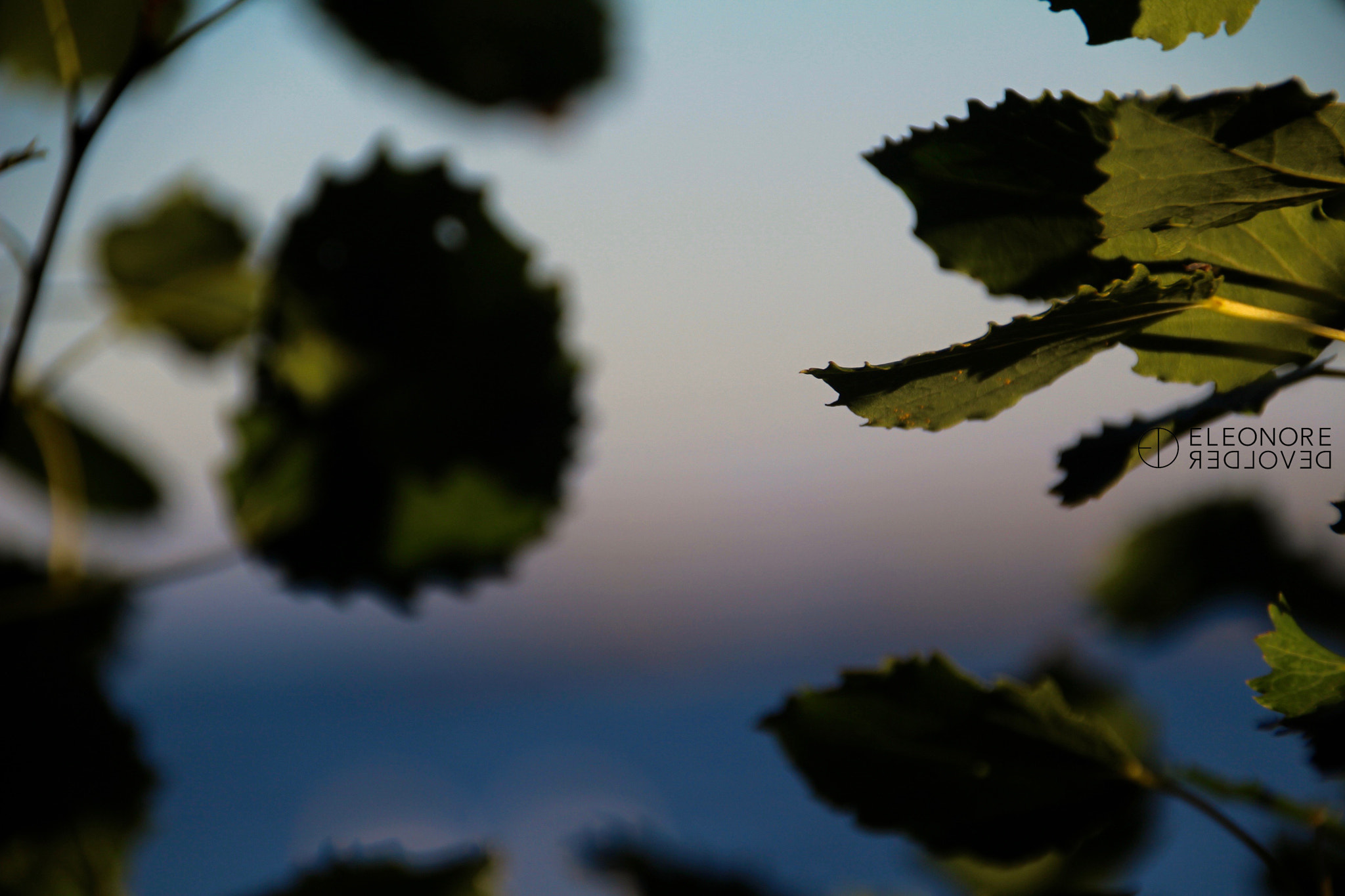 Sigma 18-250mm F3.5-6.3 DC OS HSM sample photo. Sparkling leaves photography
