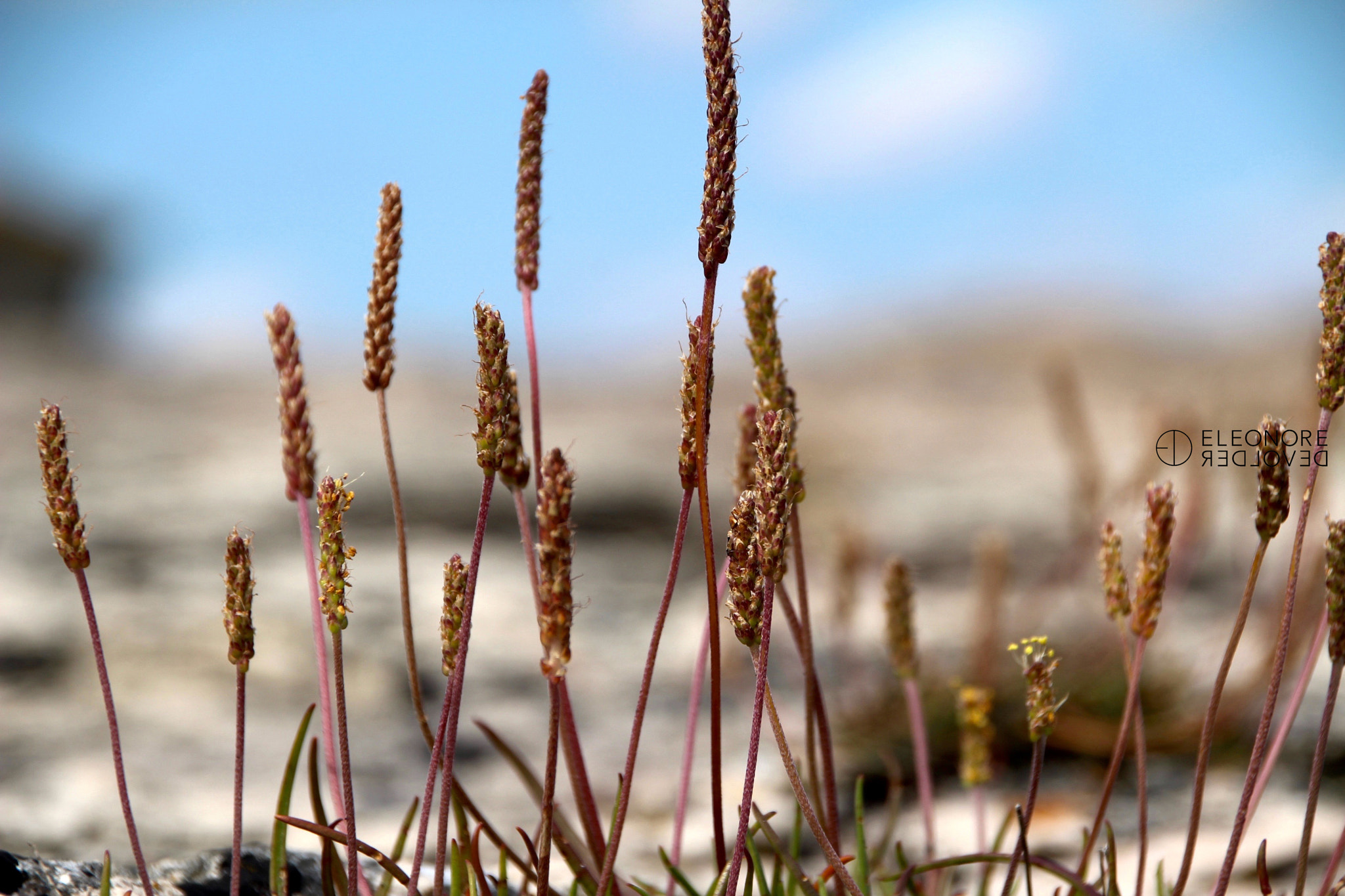 Sigma 18-250mm F3.5-6.3 DC OS HSM sample photo. Upright twigs photography