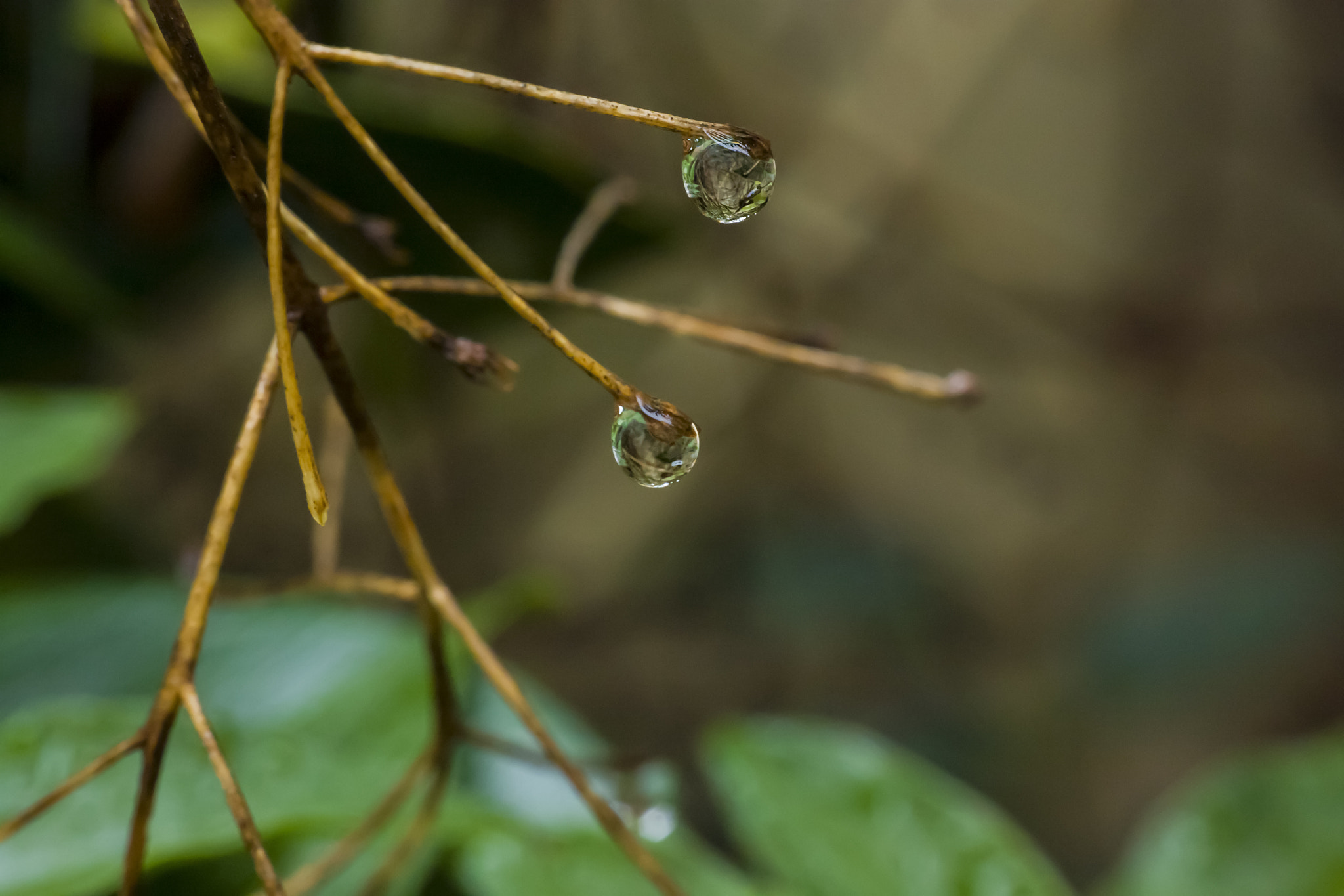 Canon EF 35-80mm f/4-5.6 sample photo. Raindrops with reflection background with shallow photography