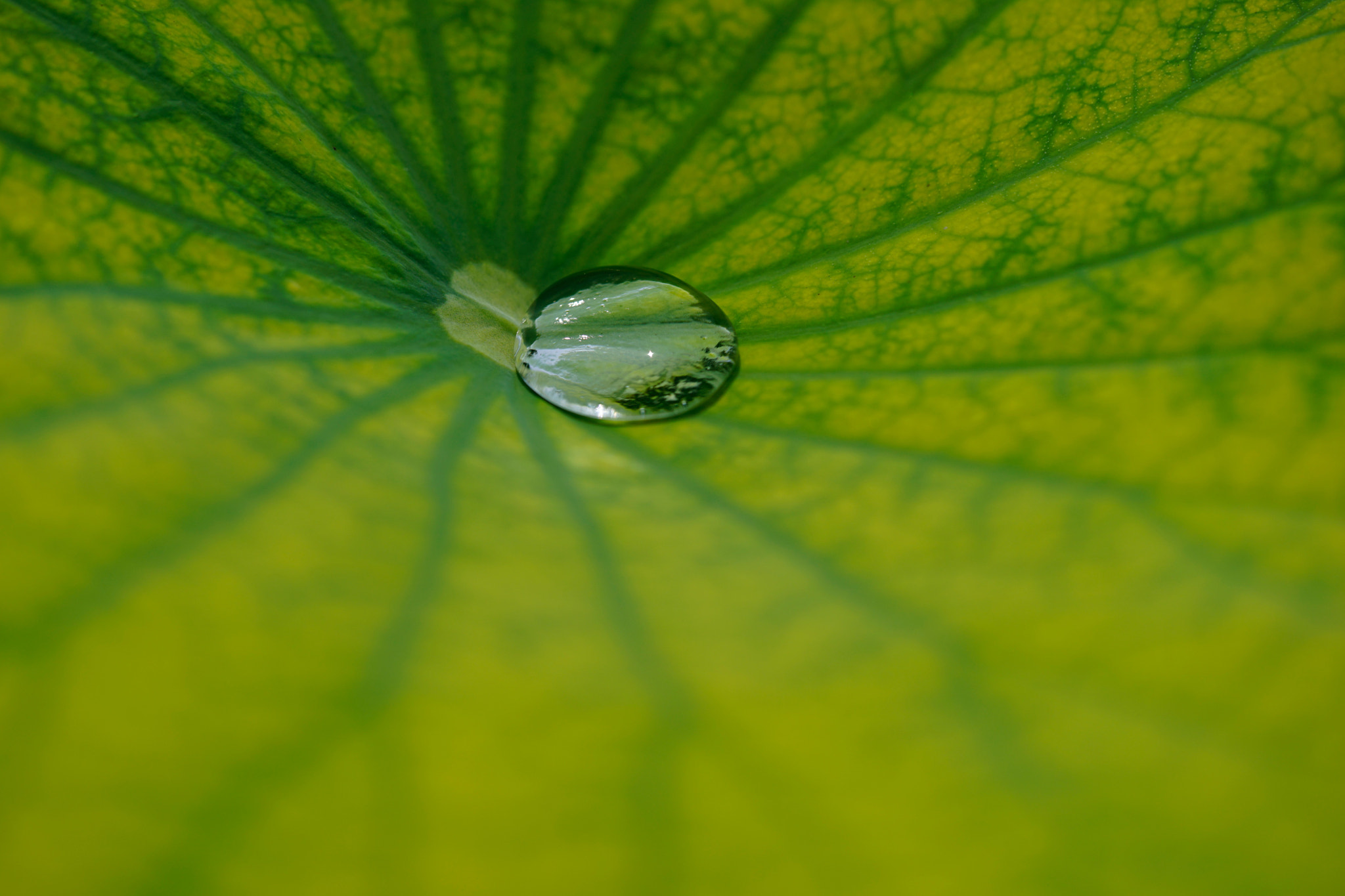 Sony a7 II + Sony FE 90mm F2.8 Macro G OSS sample photo. 玉盘托珠圆 photography