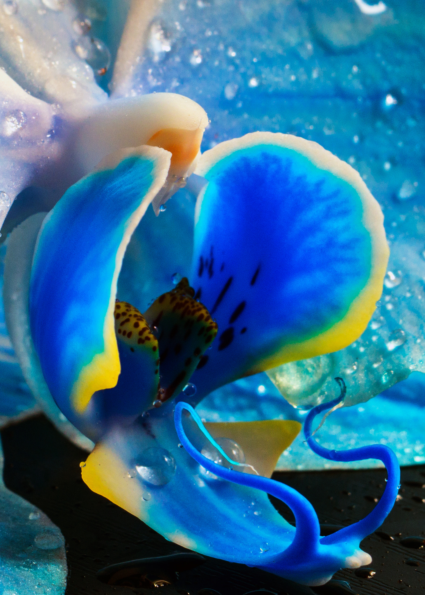 Sony Alpha a3000 sample photo. Blue dream photography