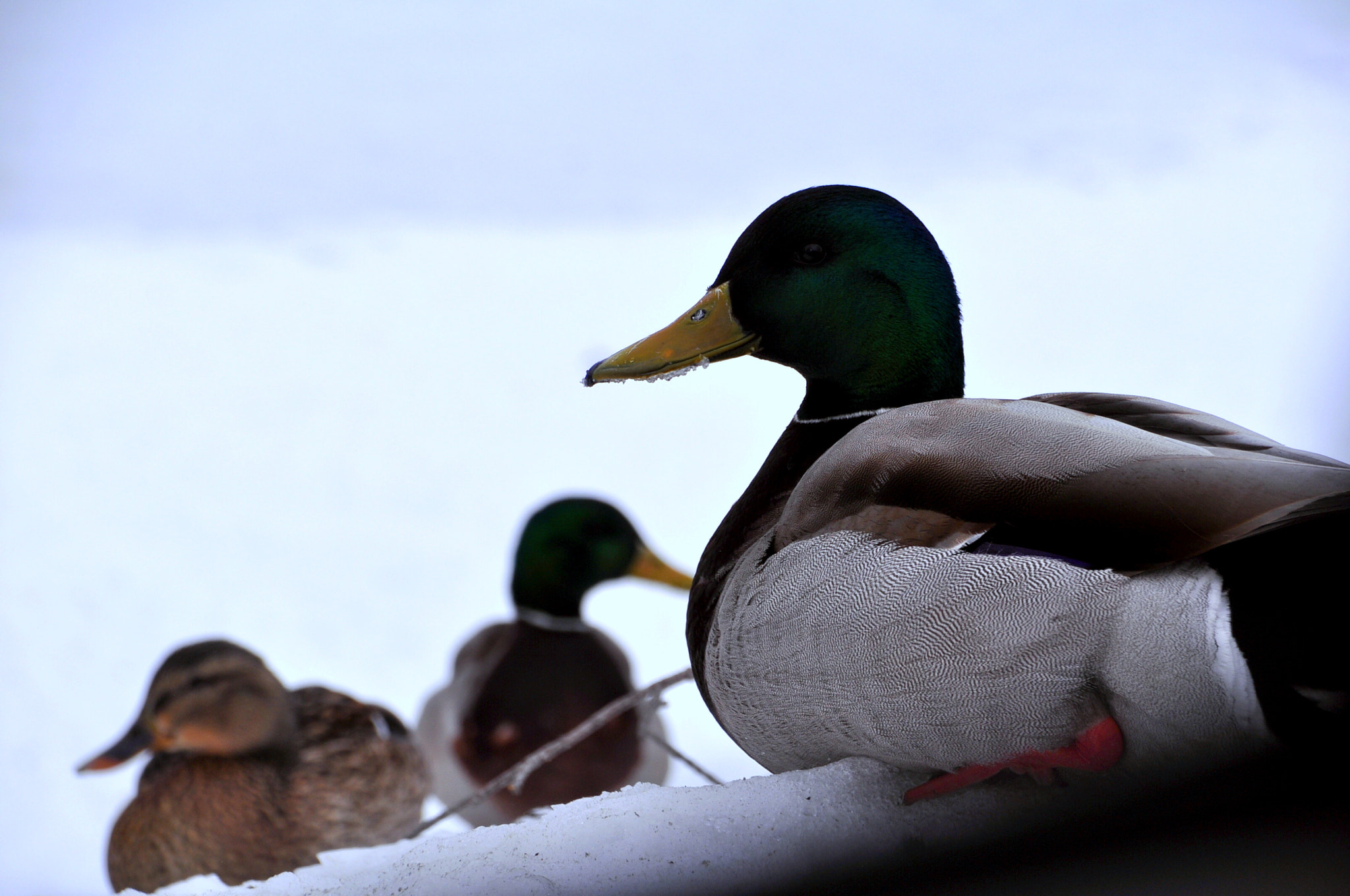 Sigma 18-250mm F3.5-6.3 DC Macro OS HSM sample photo. Cold duck photography