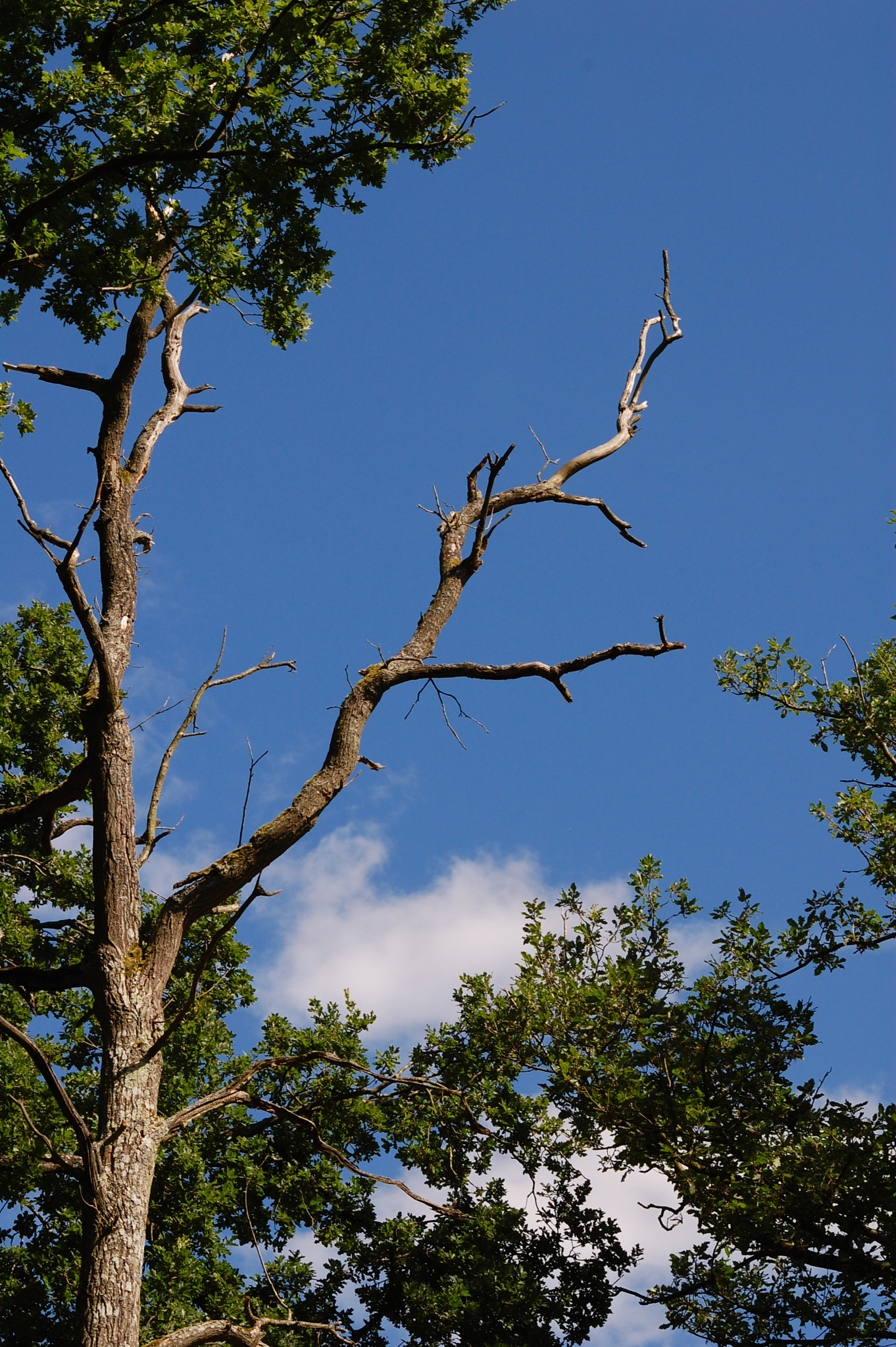 Sigma 70-300mm F4-5.6 APO DG Macro sample photo. The branches dance photography