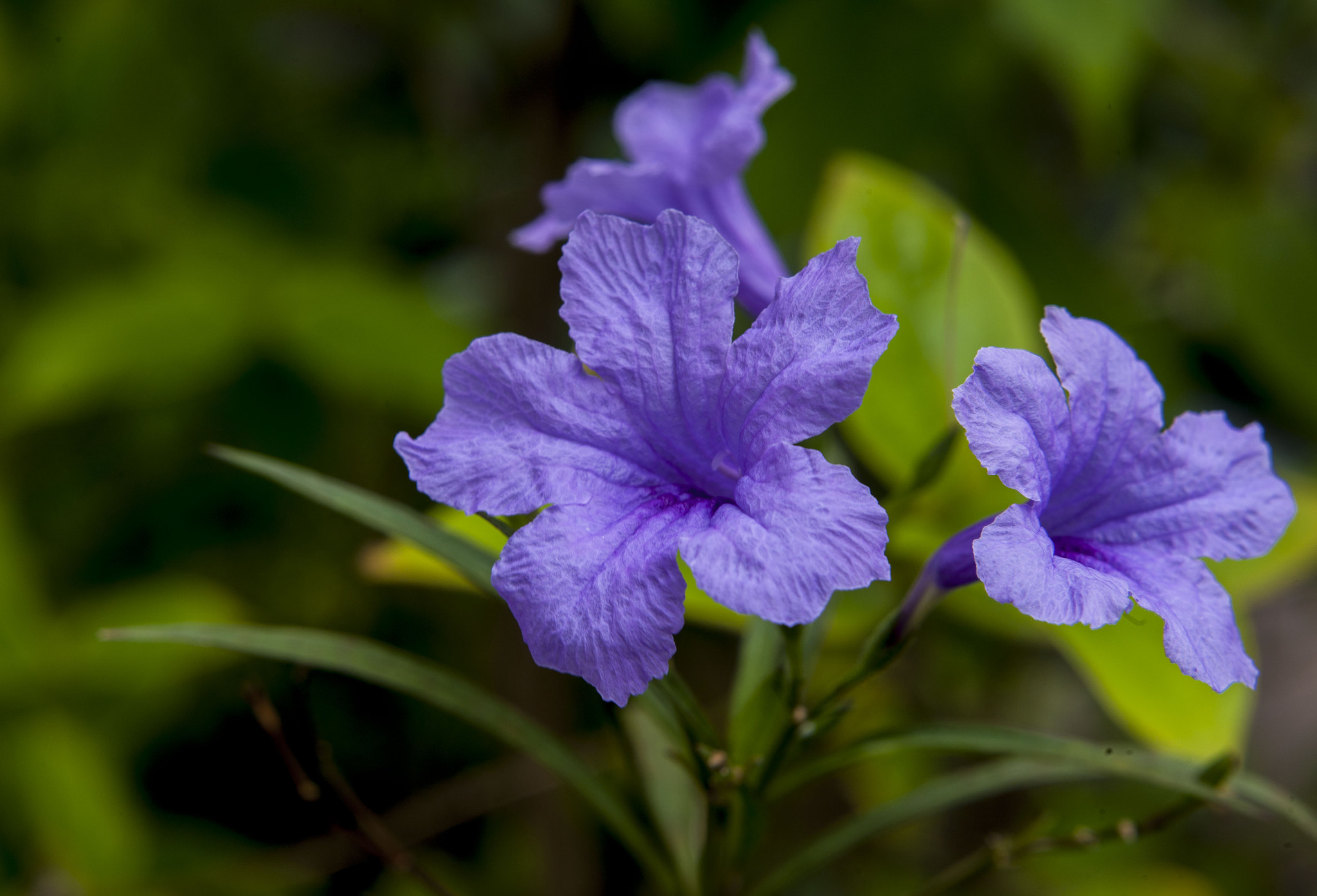Canon EOS-1Ds Mark III sample photo