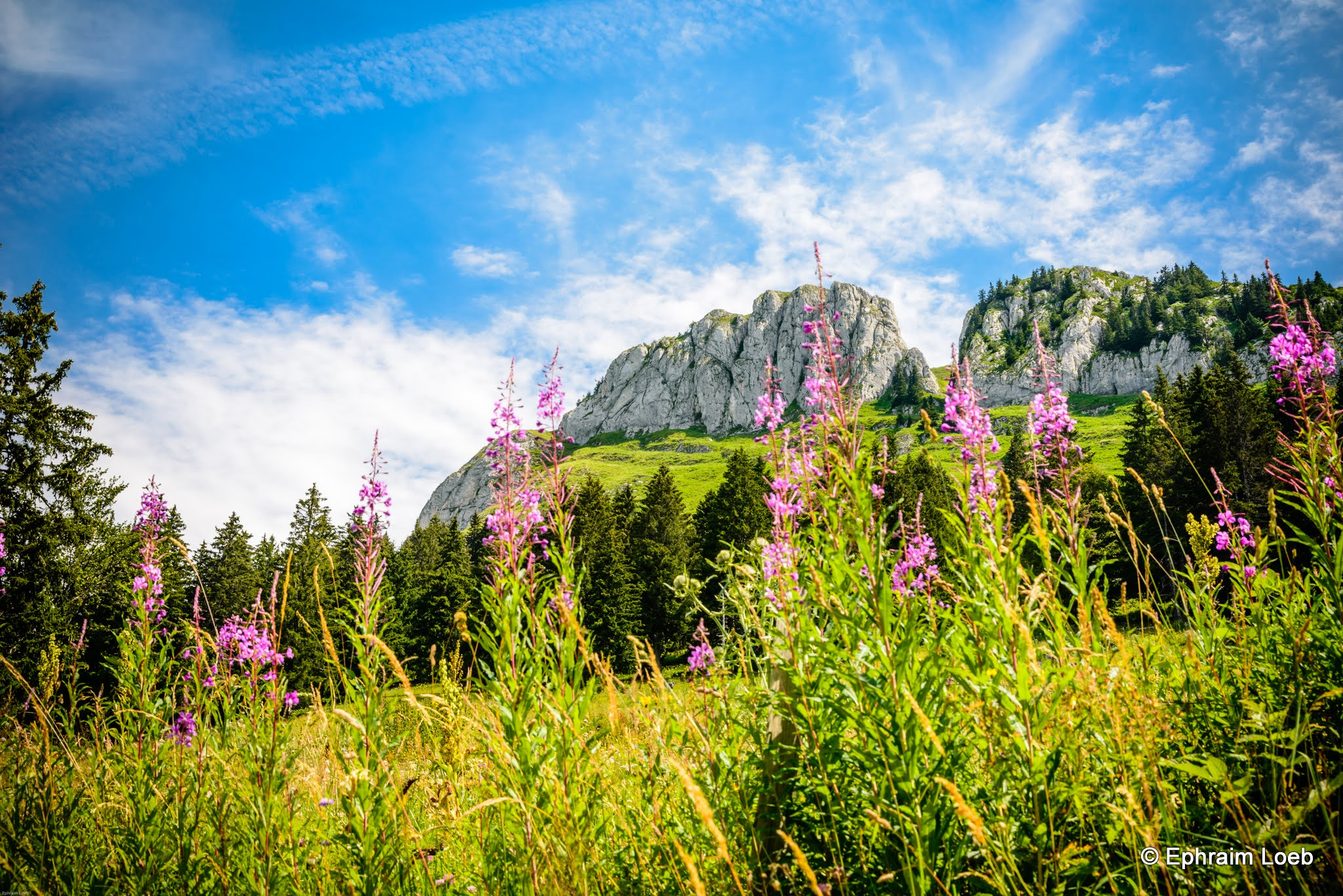 Nikon D600 + Sigma 24-105mm F4 DG OS HSM Art sample photo. Ephraim loeb photography